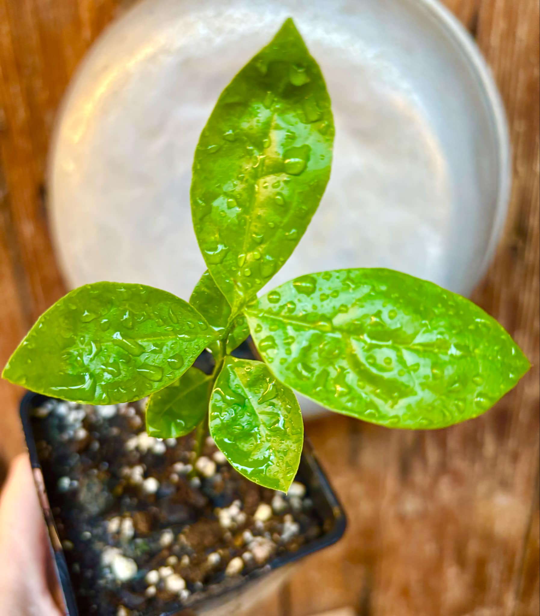 Ximenia americana - Ameixa da Caatinga - 1 potted seedling / 1 getopfter Sämling