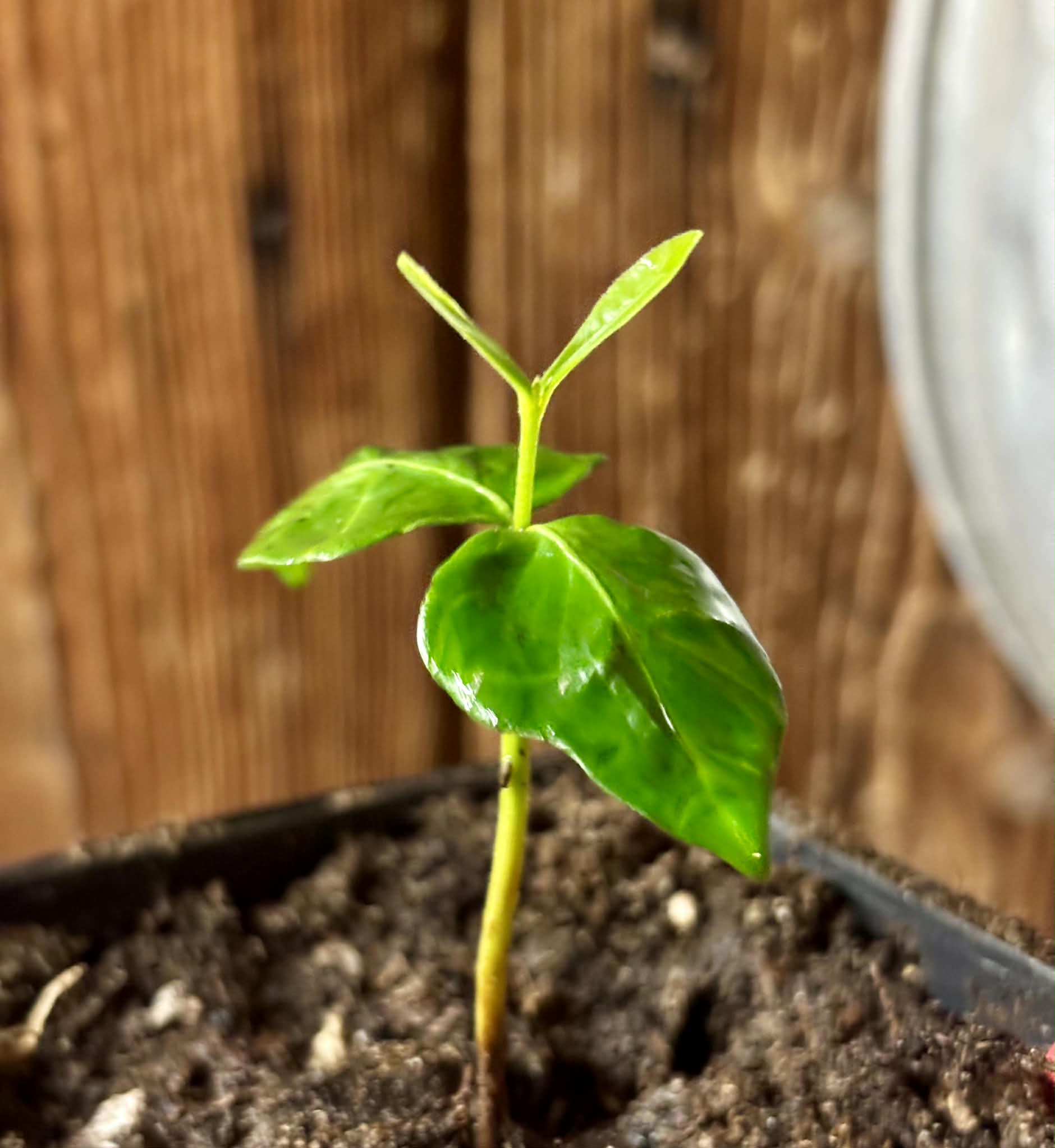 Myrcia sp linda -  1 potted seedling / 1 getopfter Sämling