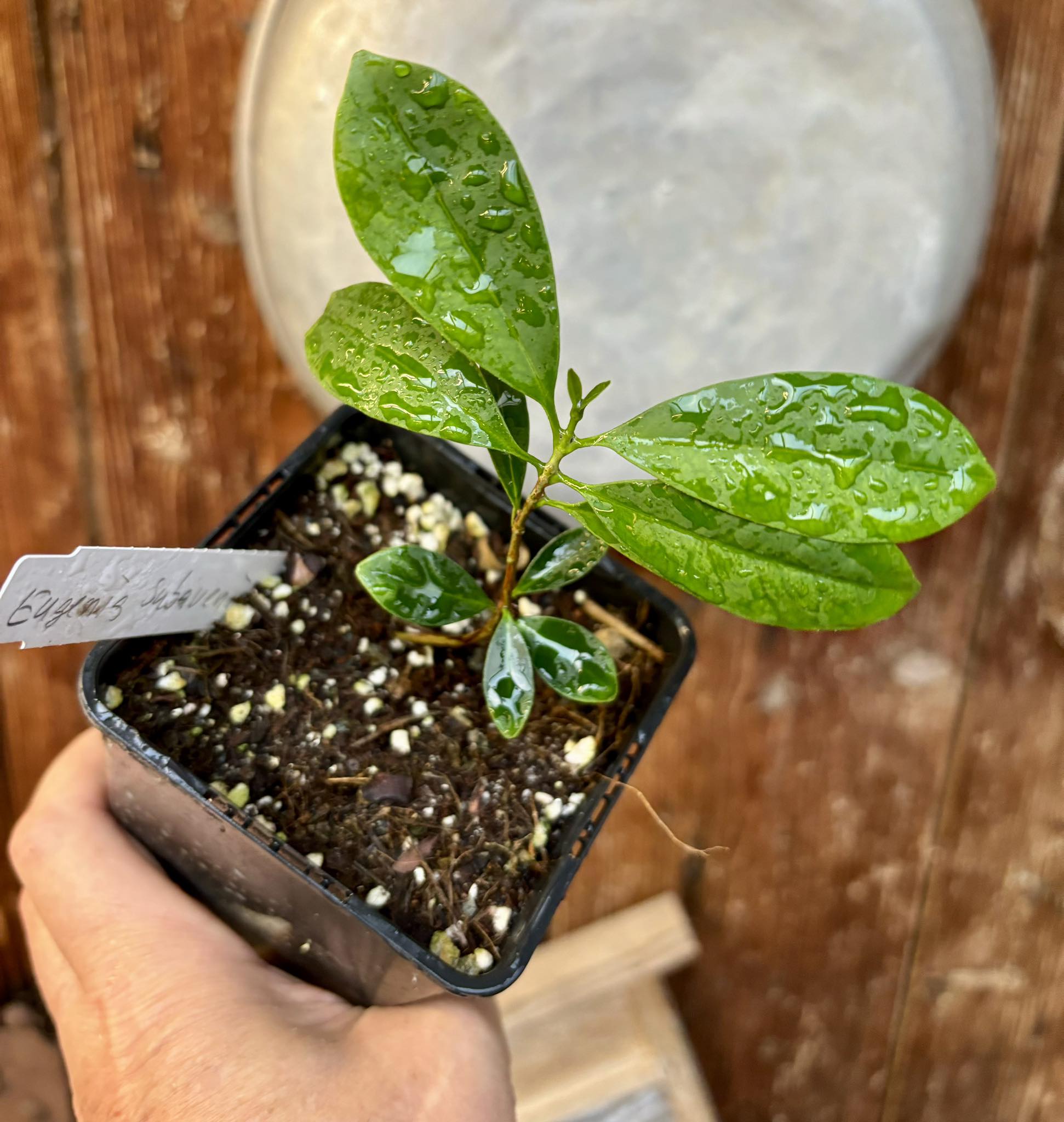 Eugenia subavenia - 1 potted plant / 1 getopfte Pflanze