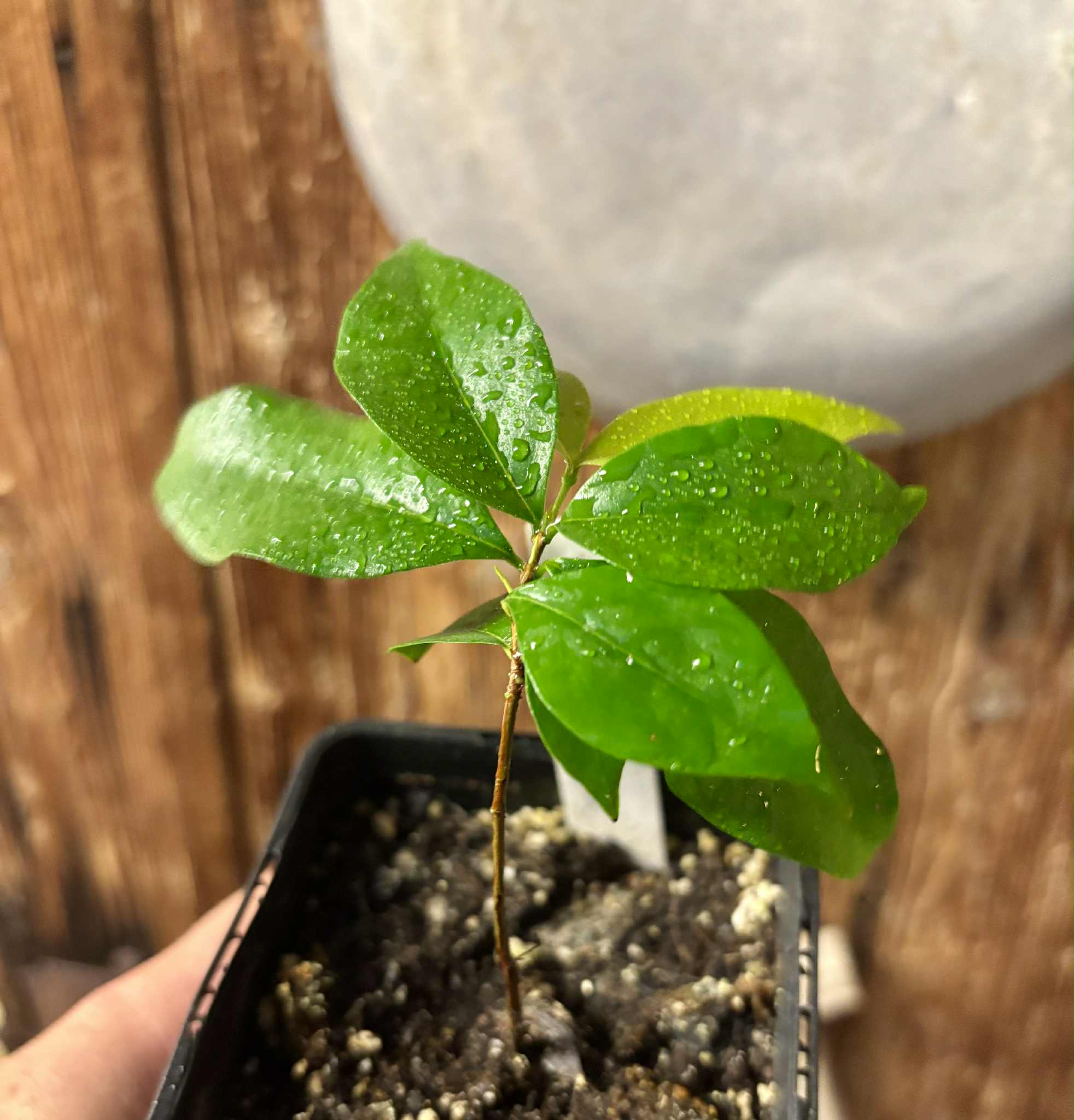 Eugenia uniflora var. black - cultivated variety / 1 potted plant / 1 getopfte Pflanze