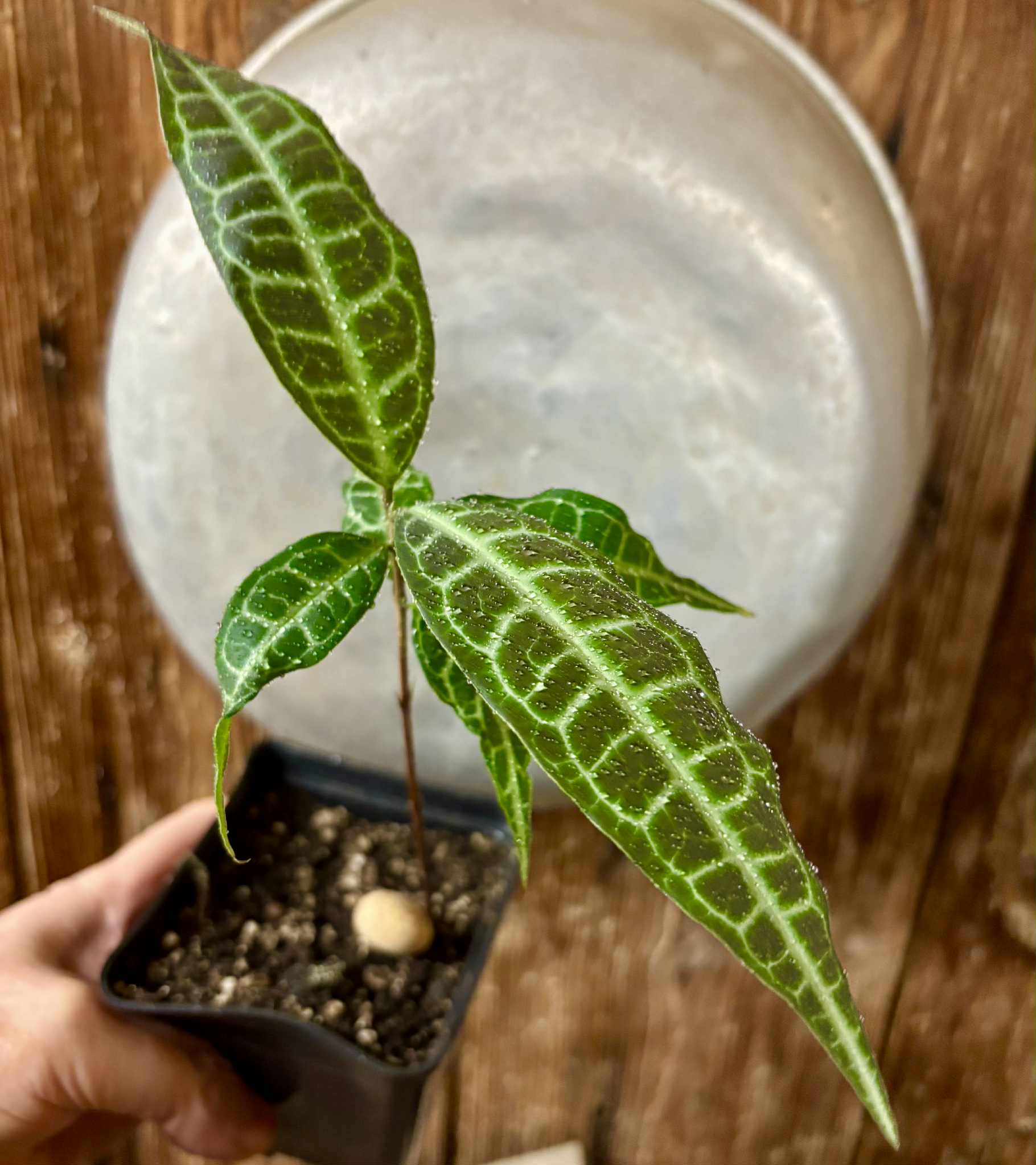 Eugenia sp Labisia -  1 potted seedling / 1 getopfter Sämling