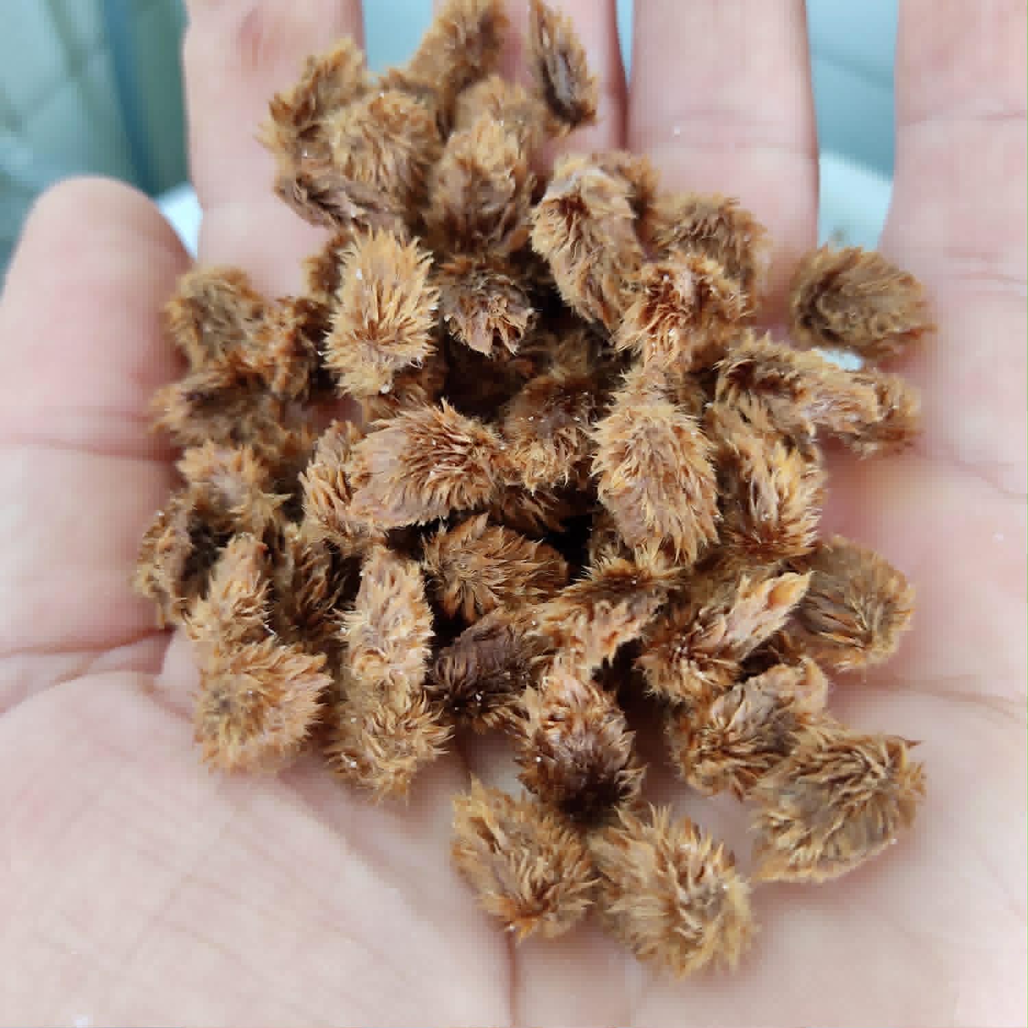 Pre Order - Lacunaria crenata - 1 fresh seed / 1 frischer Samen