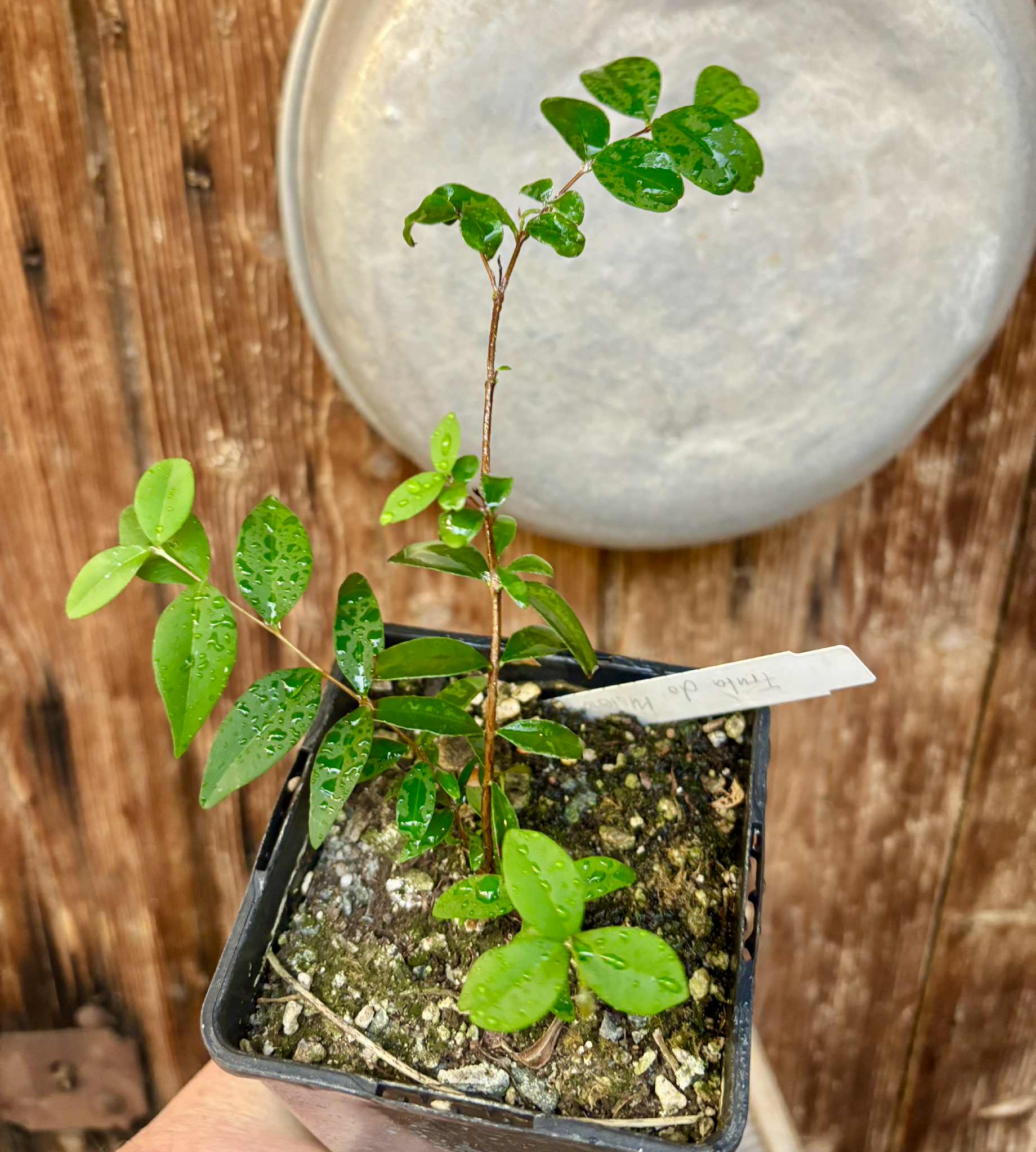 Syzygium sp - Fruta do Misterio - 1 potted plant / 1 getopfte Pflanze