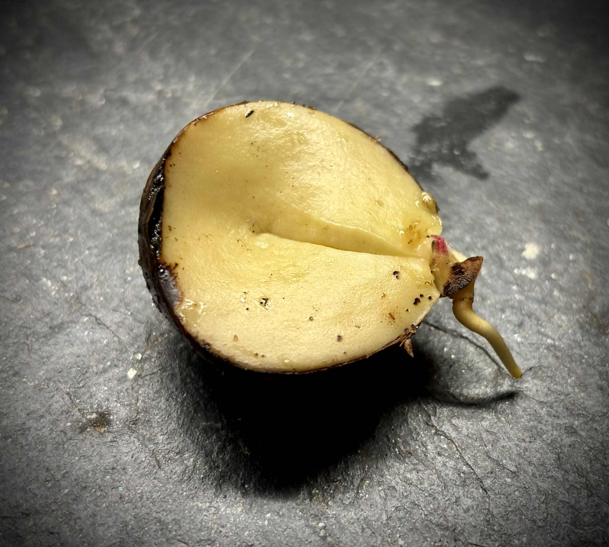 Plinia sp Sedutora -  1 germinated seed / 1 gekeimter Samen