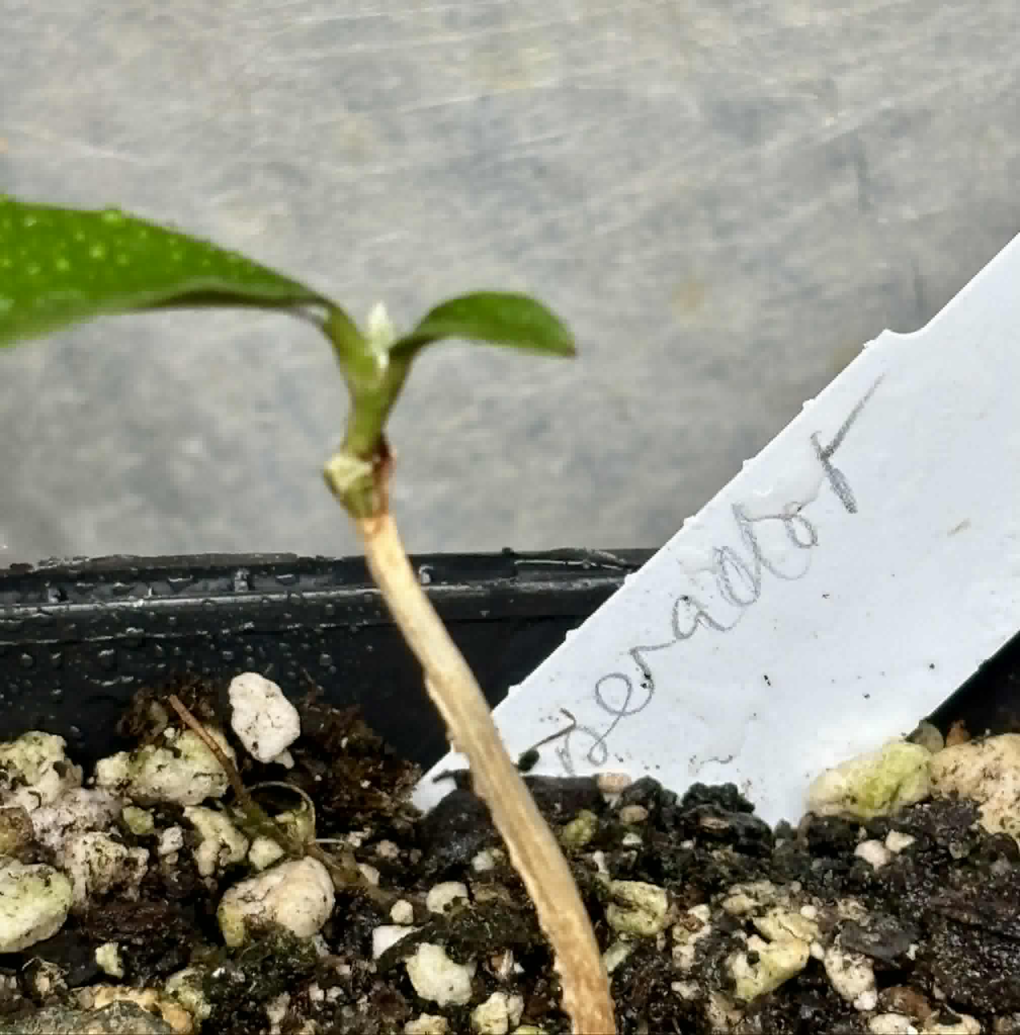 Fruta do Imperador - Martiusella imperialis - (formaly Chrysophyllum imperiale) - 1 potted seedling / 1 getopfter Sämling