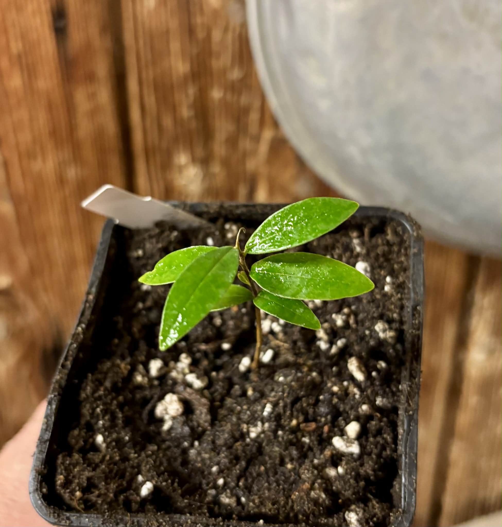 Duguetia sp Ceara - 1 small potted seedling / 1 kleiner, getopfter Sämling