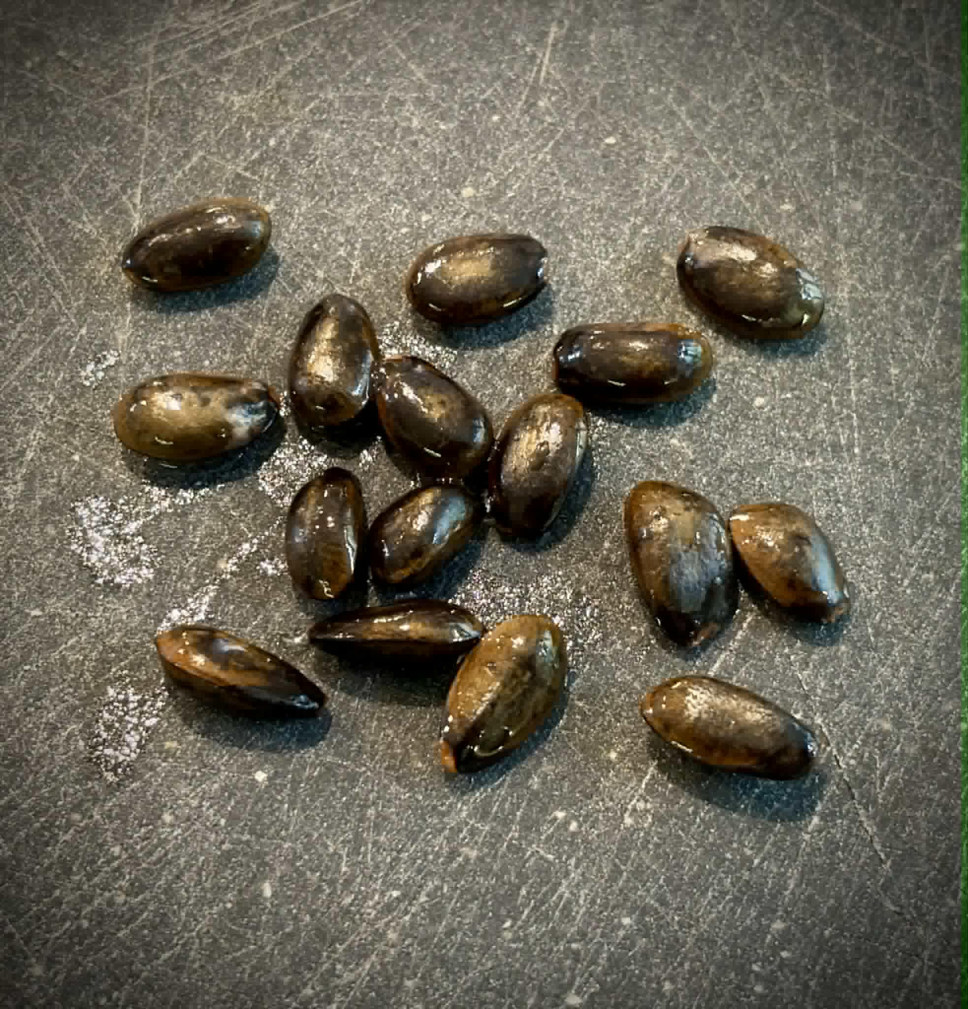 Atemoya Thompson - 1 fresh seed / 1 frischer Samen
