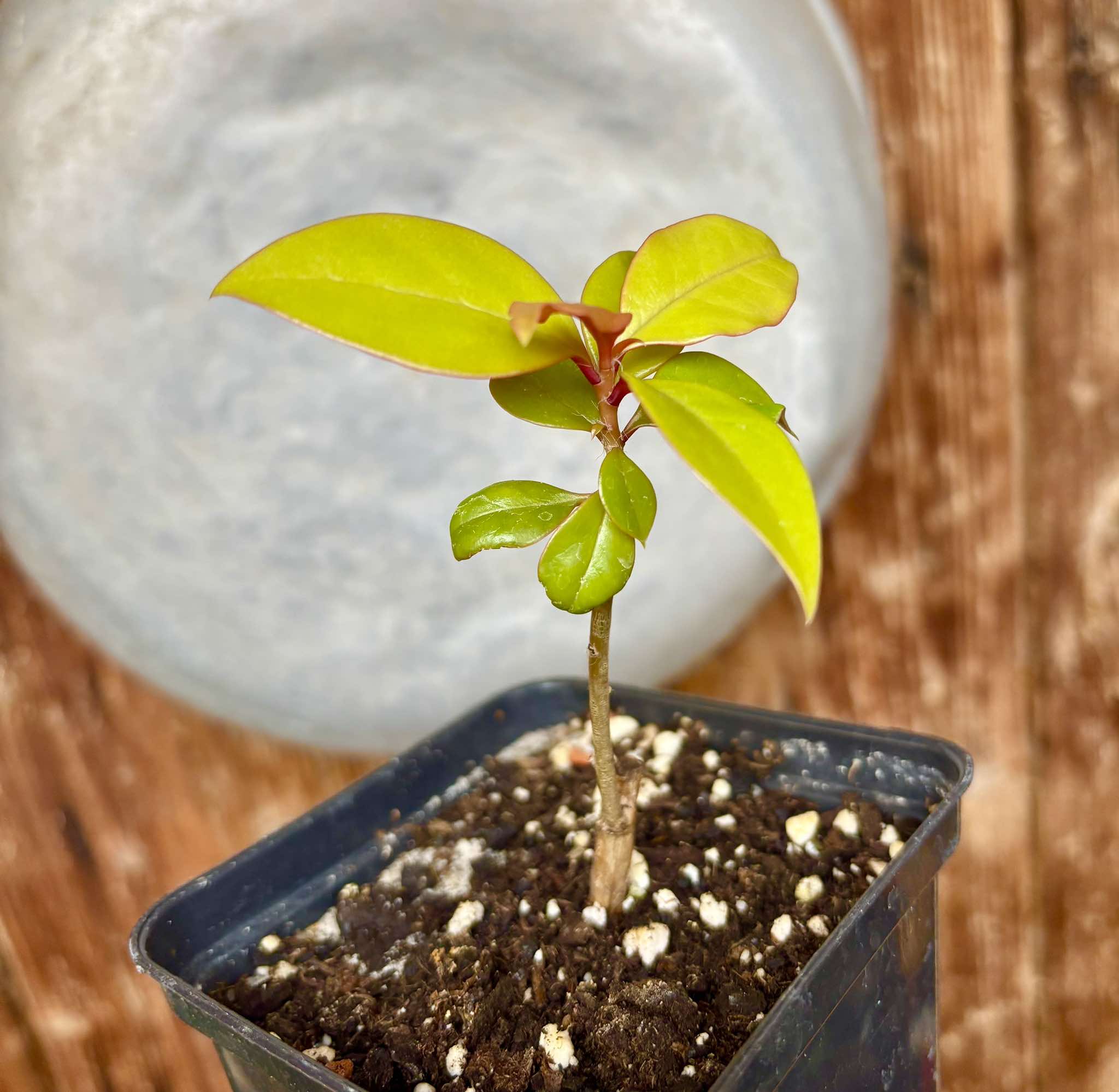 Barbados Gooseberry - Pereskia aculeata var. godseffiana - 1 potted plant / 1 getopfte Pflanze