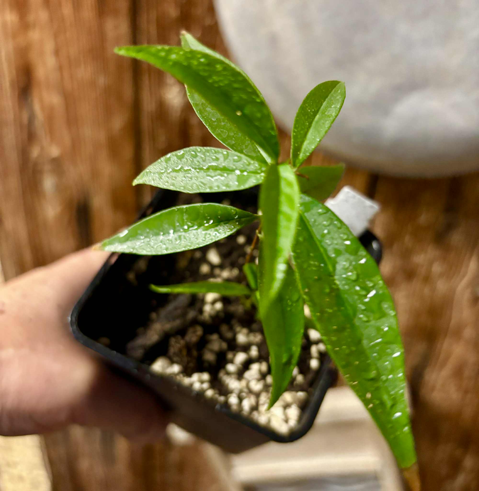 Eugenia pruniformis - Ameixa da Preta - 1 potted plant / 1 getopfte Pflanze