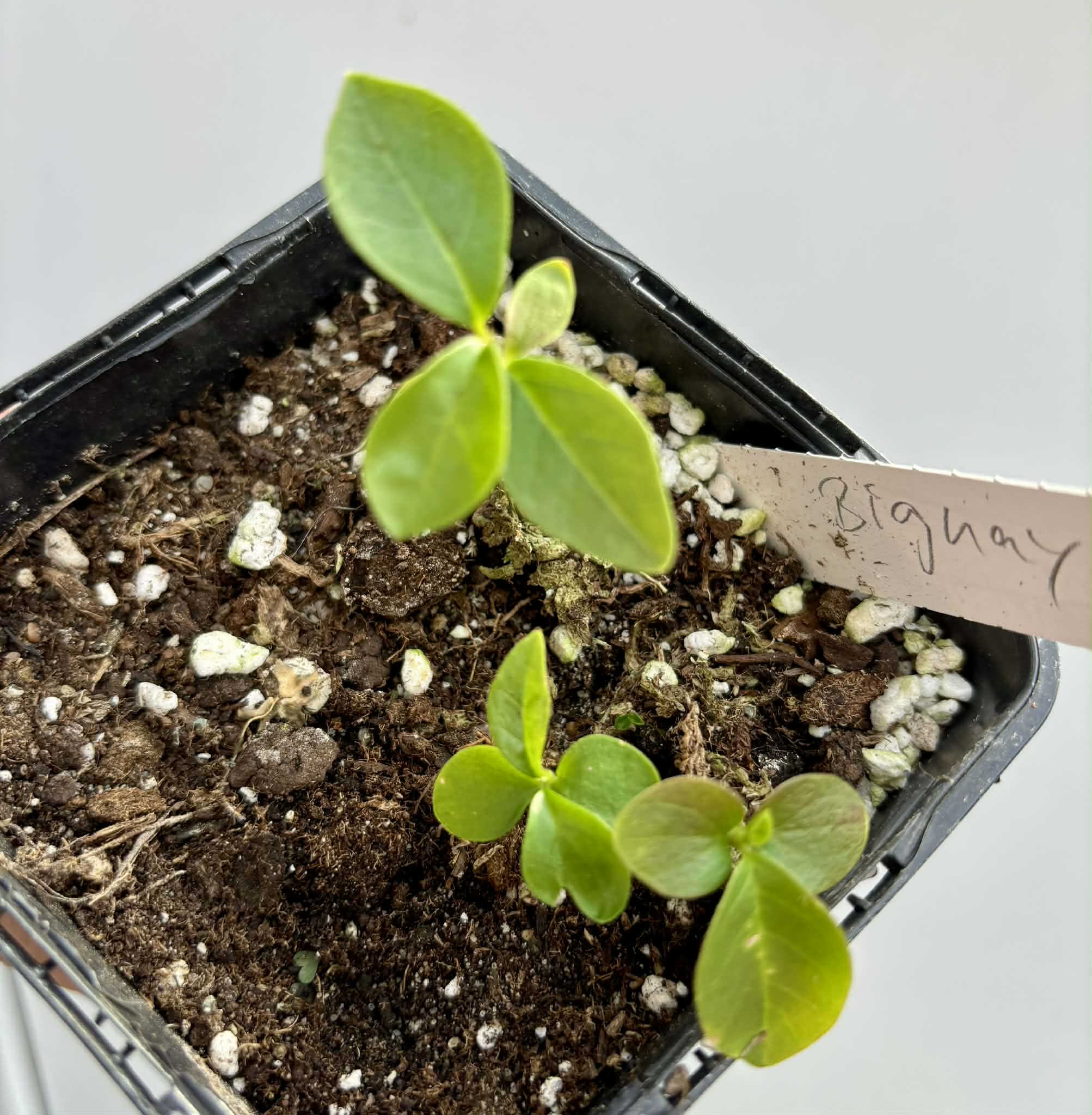 3 in 1 pot - Bignay (Antidesma bunius) -  3 seedlings in one pot / 3 Sämlinge in einem Topf