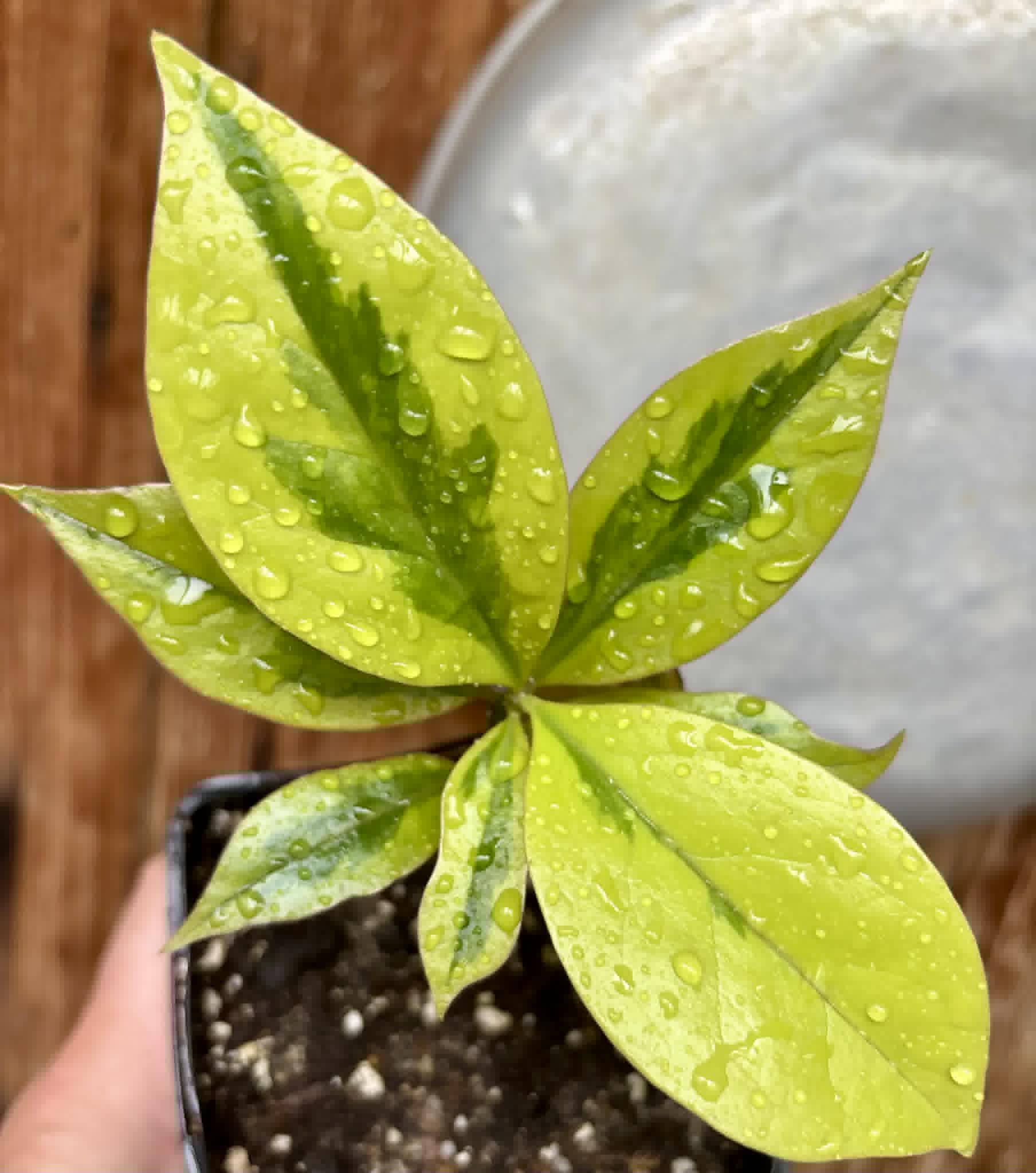 variegated Pereskia aculeata - variegated Barbados Gooseberry - 1 potted plant / 1 getopfte Pflanze