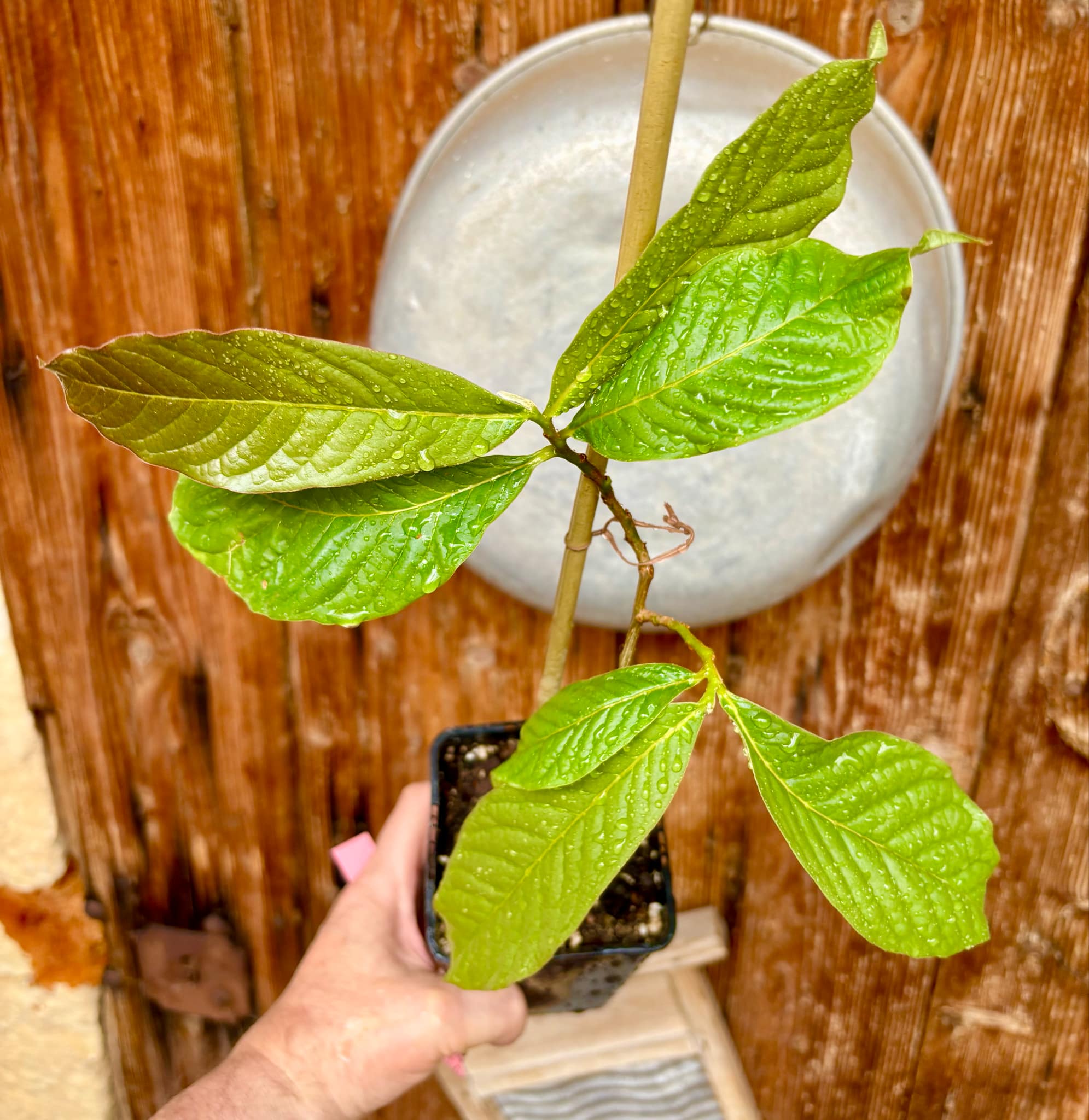 Annona purpurea - Soncoya - 1 potted plant / 1 getopfte Pflanze