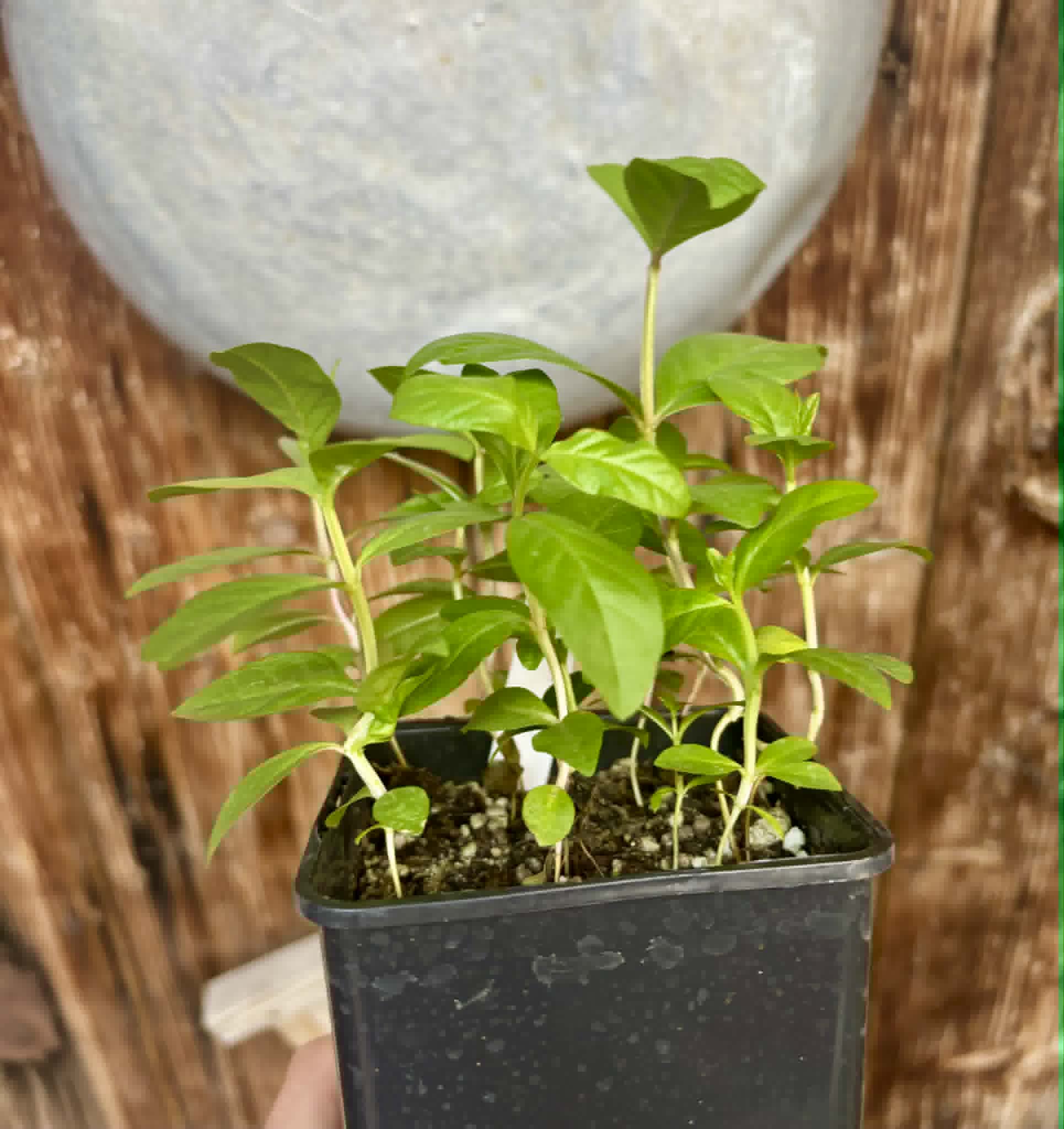 12 in 1 pot - Psidium guajava  "Paluma"  - 12 seedlings in one pot / 12 Sämlinge in einem Topf