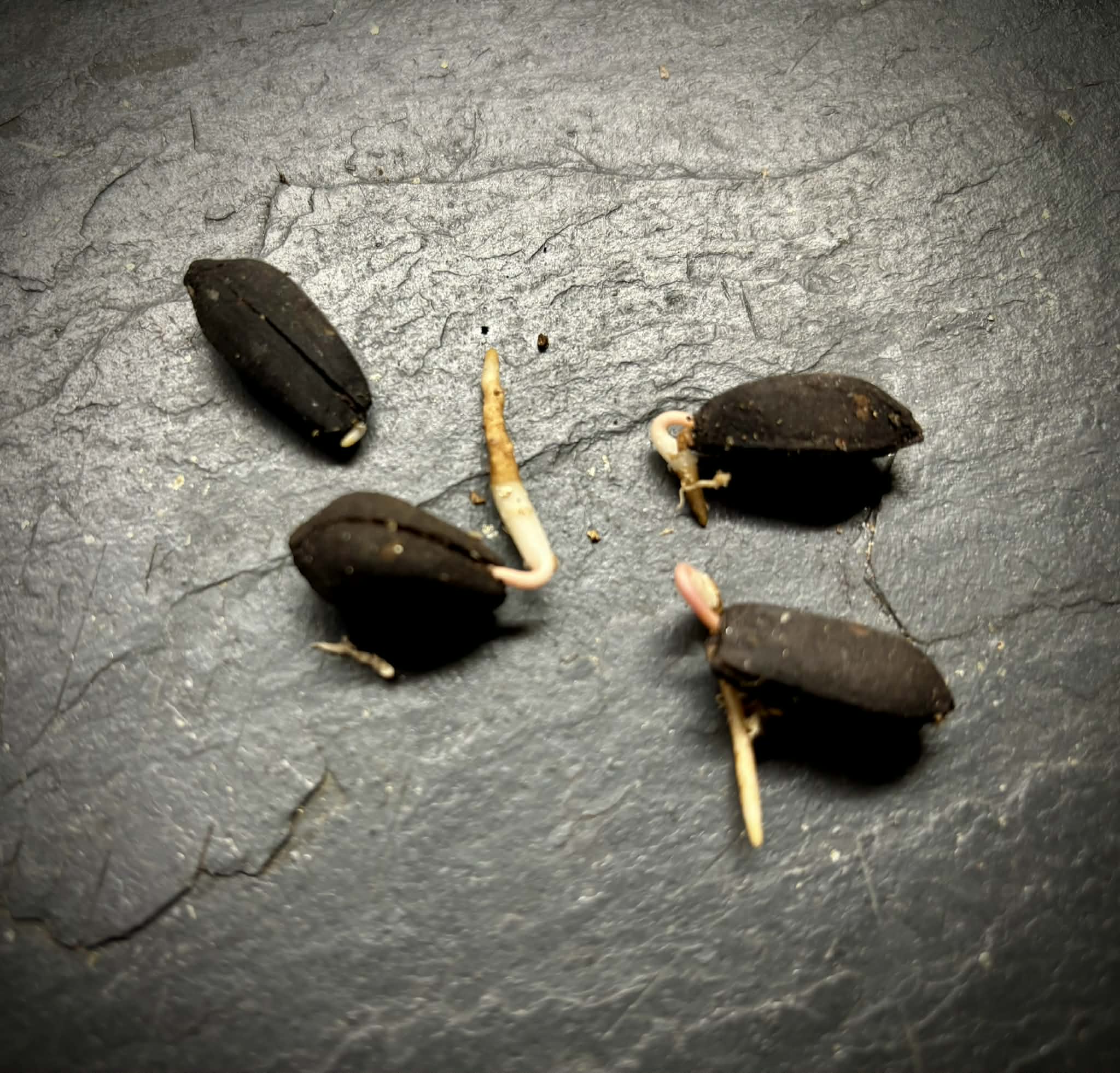 Yara Yara (Duguetia lepidota)  - 1 germinated seed / 1 germinated seed