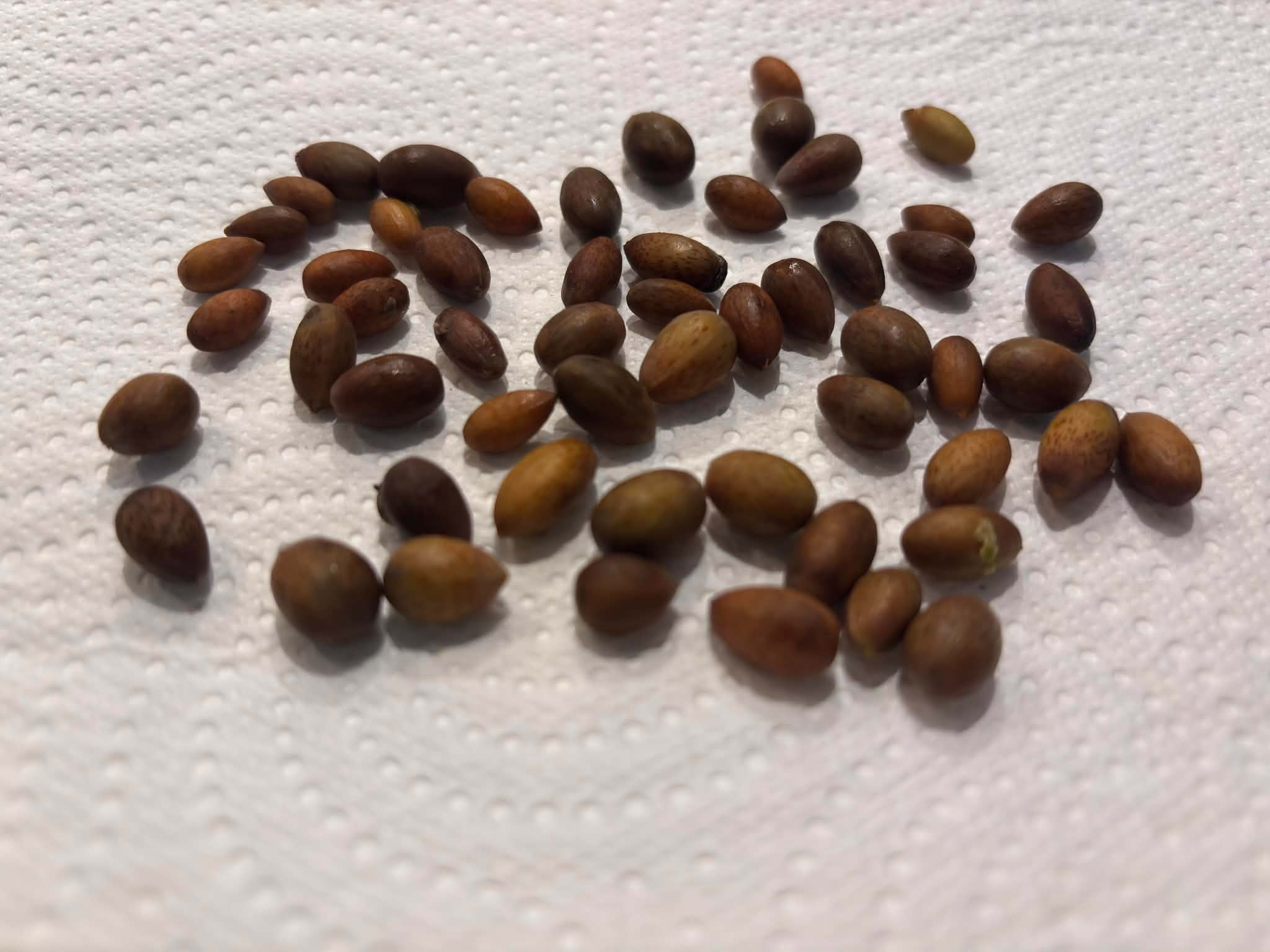 ZIMT - True Cinnamon (Cinnamomum verum) -  3 fresh Seeds / 3 frische Samen