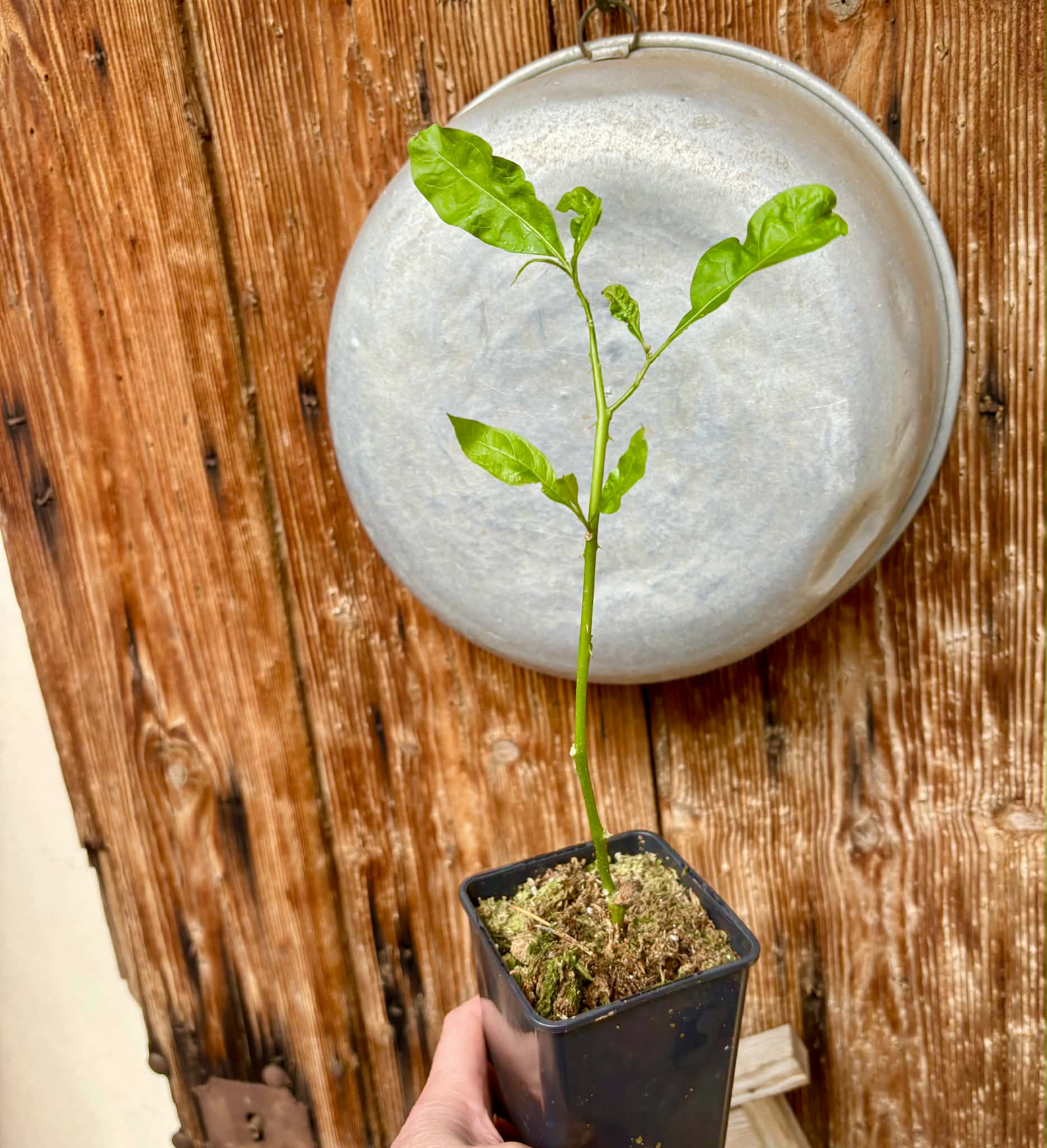 rooted cutting - Solanum schizandrum - 1 potted plant / 1 getopfte Pflanze