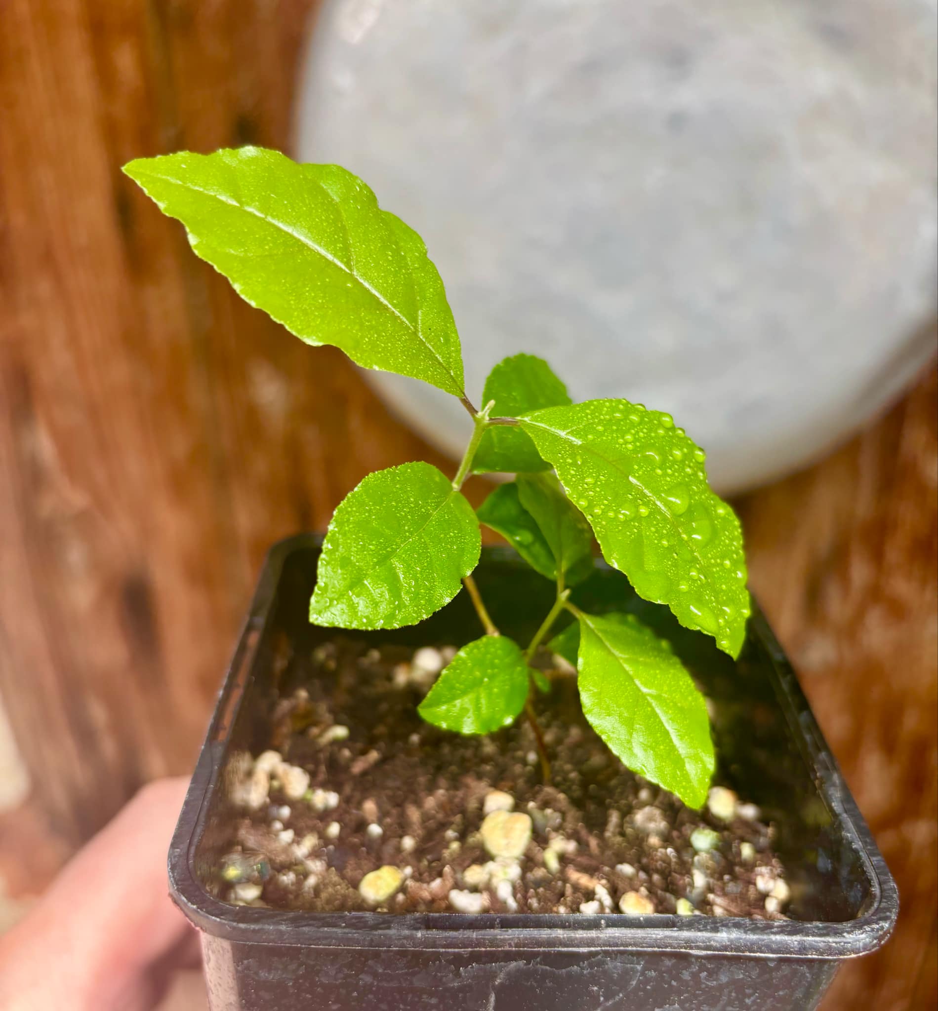 Campomanesia xanthocarpa var. littoralis - 1 small potted seedling / 1 kleiner, getopfter Sämling