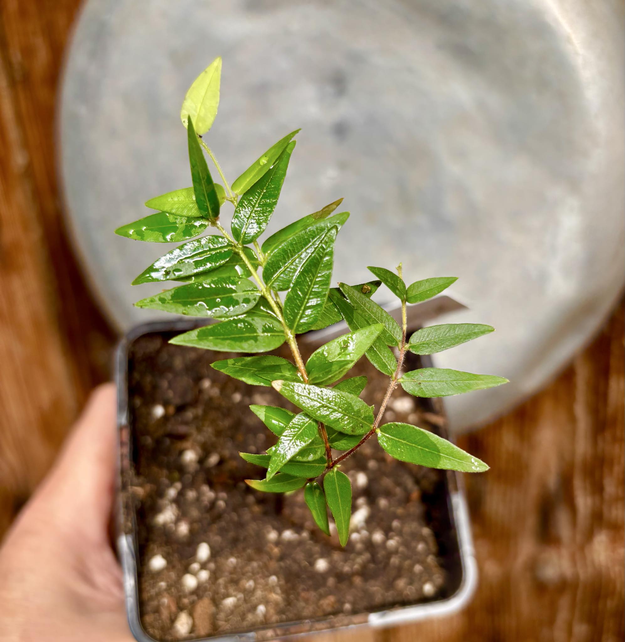 Myrciaria cuspidata ORANGE - 1 potted plant / 1 getopfte Pflanze 