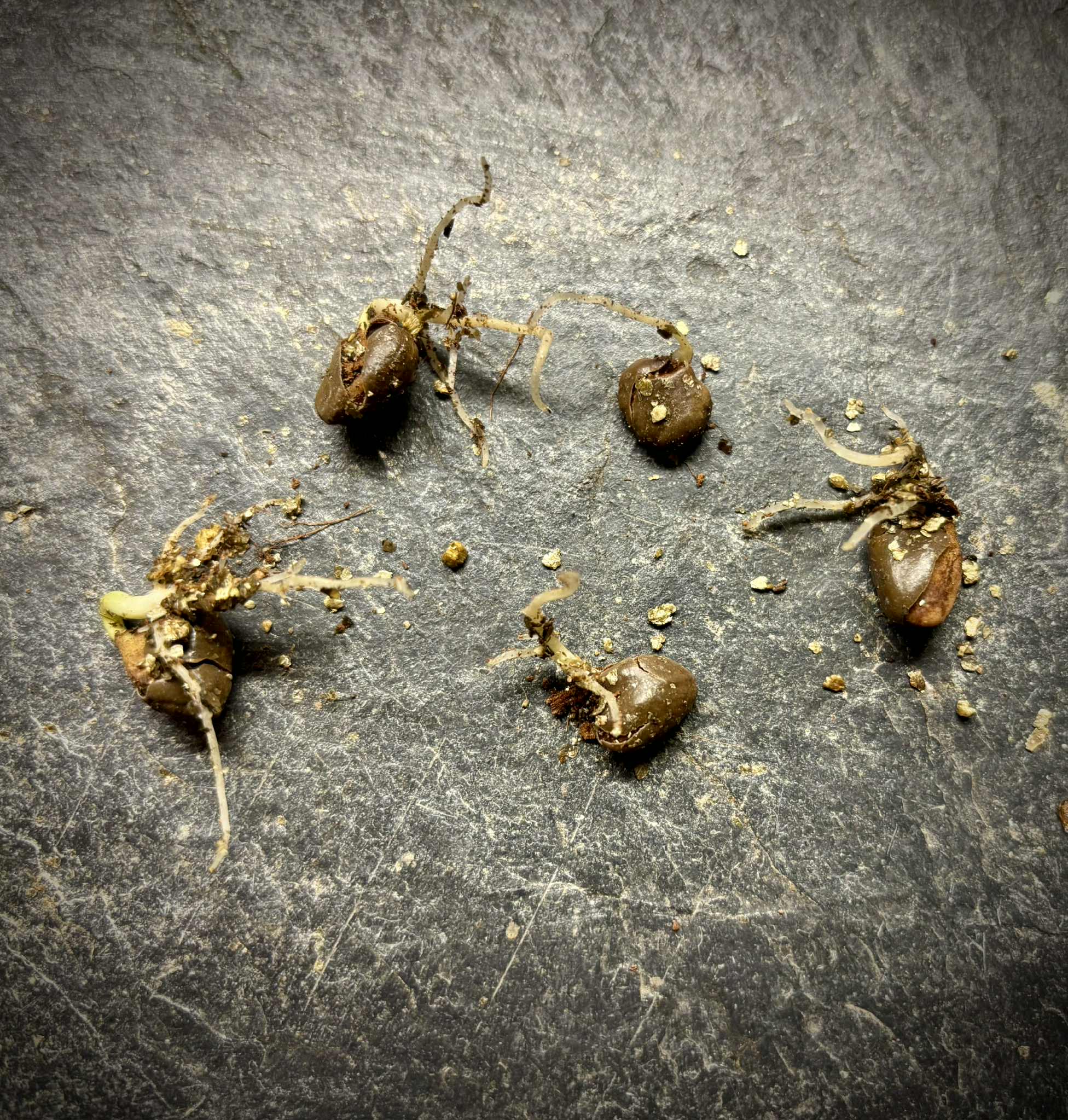 Kadsura coccinea "Red" - 1 germinated seed / 1 gekeimter Samen