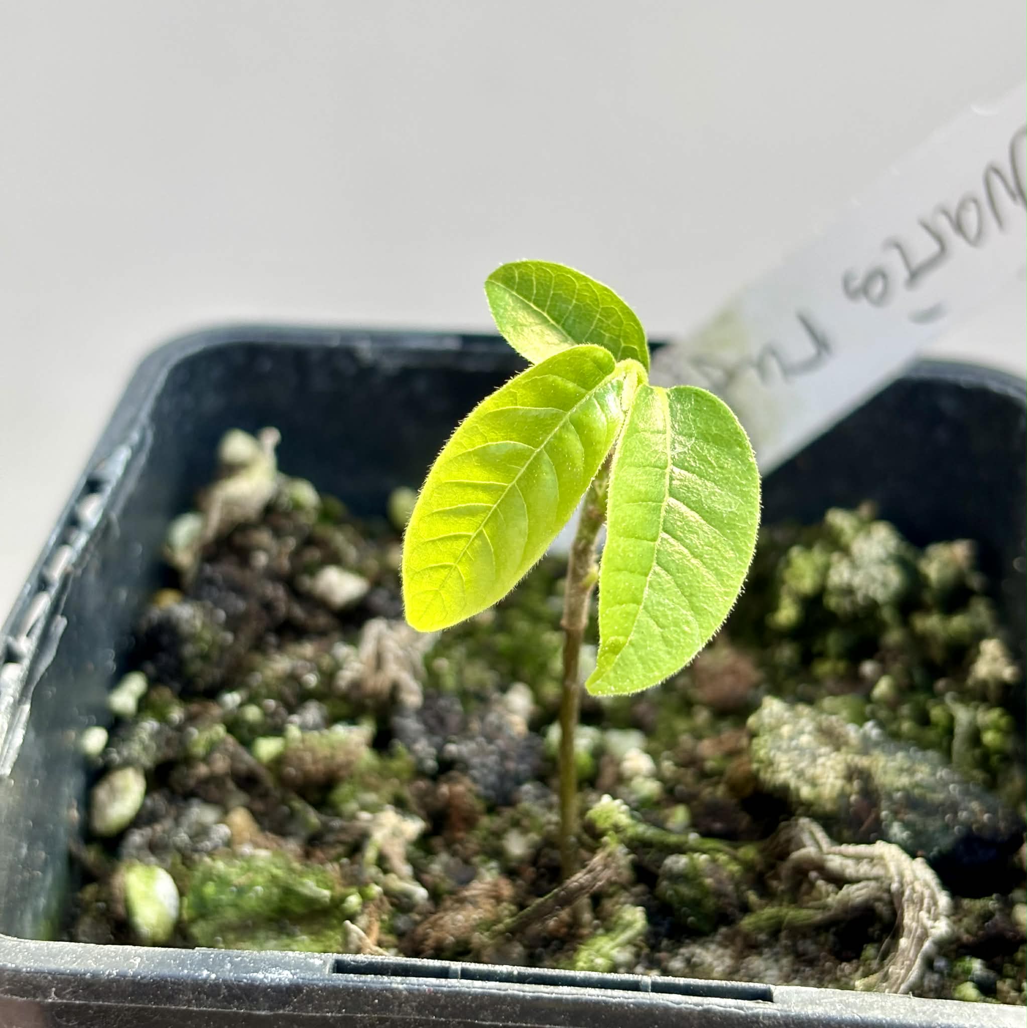 Uvaria rufa -  1 potted seedling / 1 getopfter Sämling