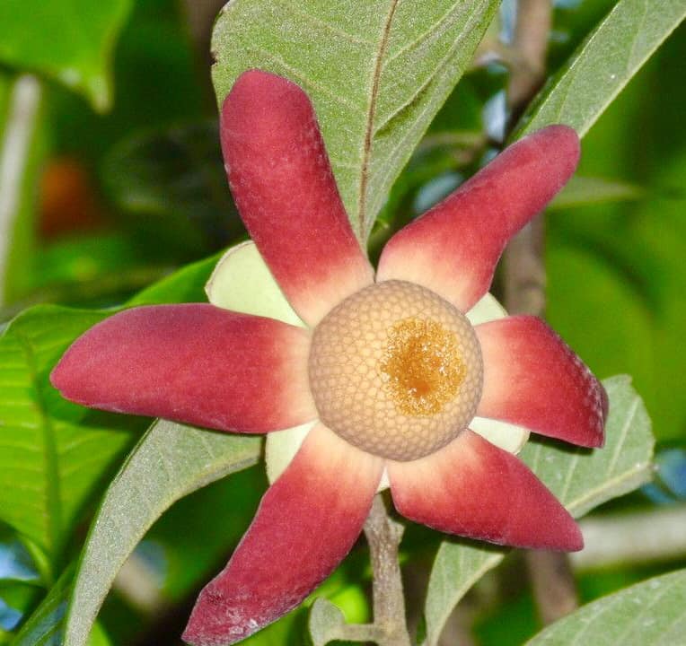 Civet Banana (Uvaria grandiflora) -  1 fresh seed / 1 frischer Samen