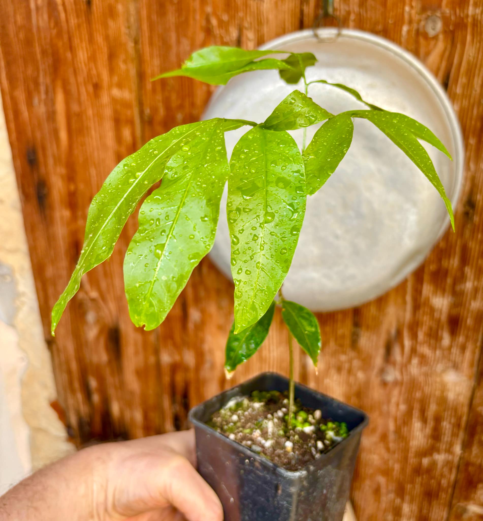 Talisia esculenta - Pitomba do Nordeste - 1 potted plant / 1 getopfte Pflanze