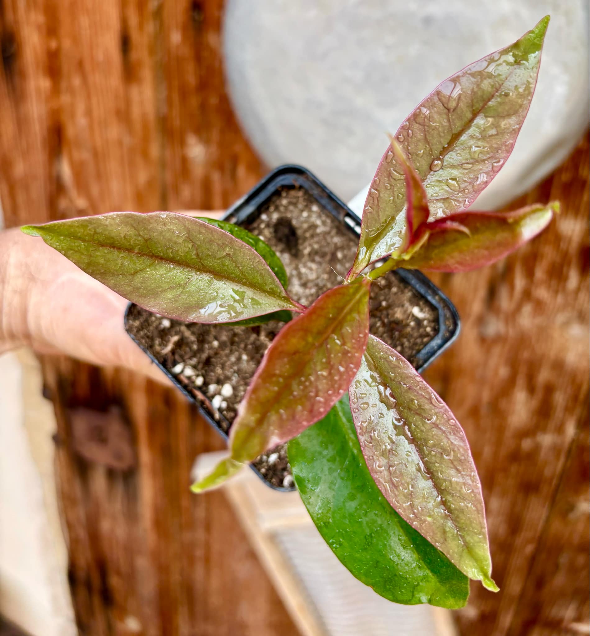 Rooted cutting - Pereskia bleo - Leuenbergeria bleo - 1 potted plant / 1 getopfte Pflanze
