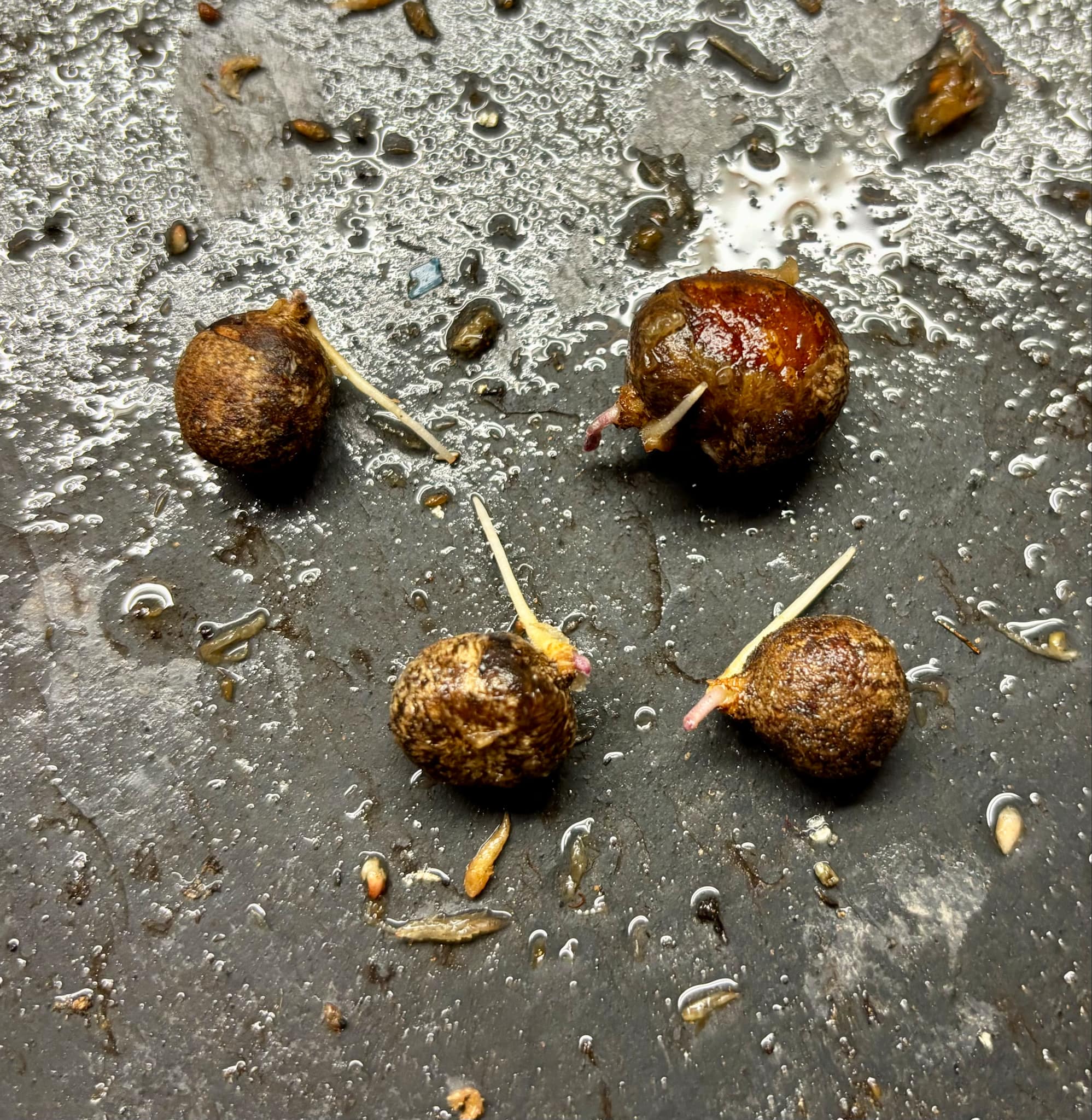 Eugenia pisiformis - Uvaia vermelha da mata - 1 germinated seed / 1 gekeimter Samen