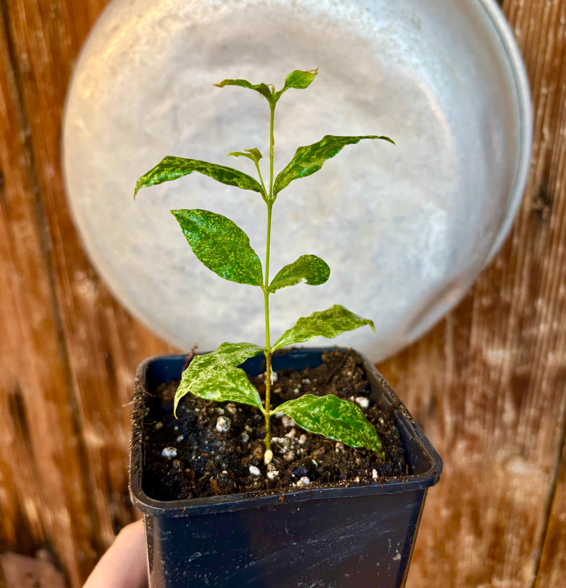 variegated Acerola (Malpighia glabra) rooted cutting - 1 potted rooted cutting / 1 getopfter, bewurzelter Steckling