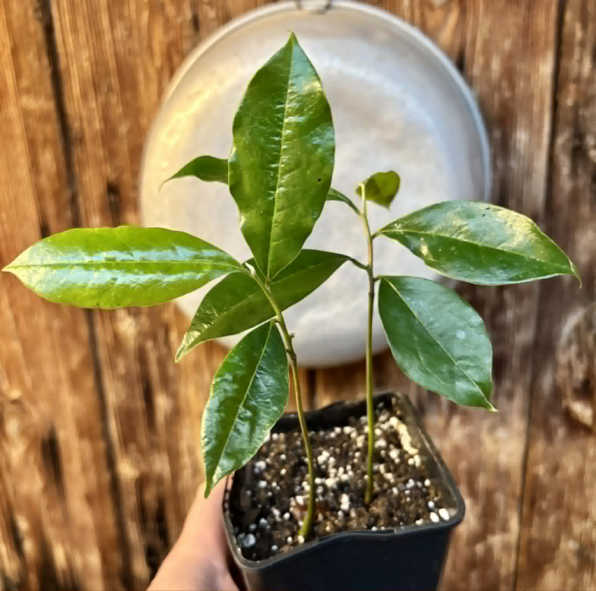 2 in 1 pot - Annona muricata - Soursop / Stachelannone - 2 seedlings in one pot / 2 Sämlinge in einem Topf