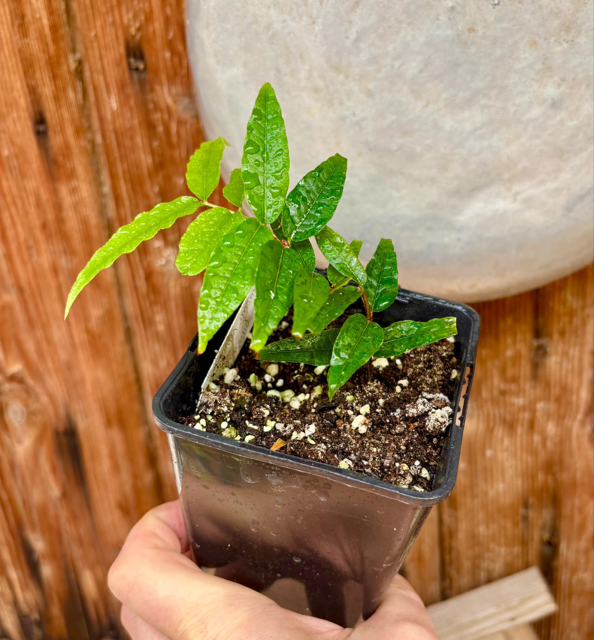 Plinia spiritosantensis var. Mucuri Velvet - 1 potted plant/ 1 getopfte Pflanze