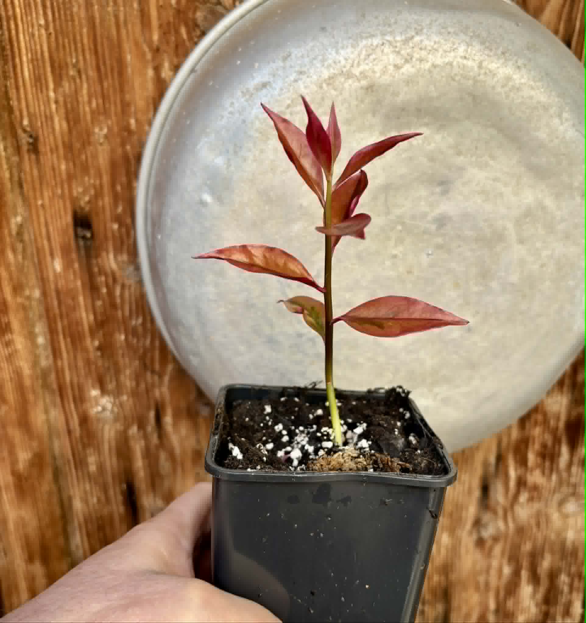 Variegated Barbados Gooseberry - (Pereskia aculeata) - 1 potted plant / 1 getopfte Pflanze