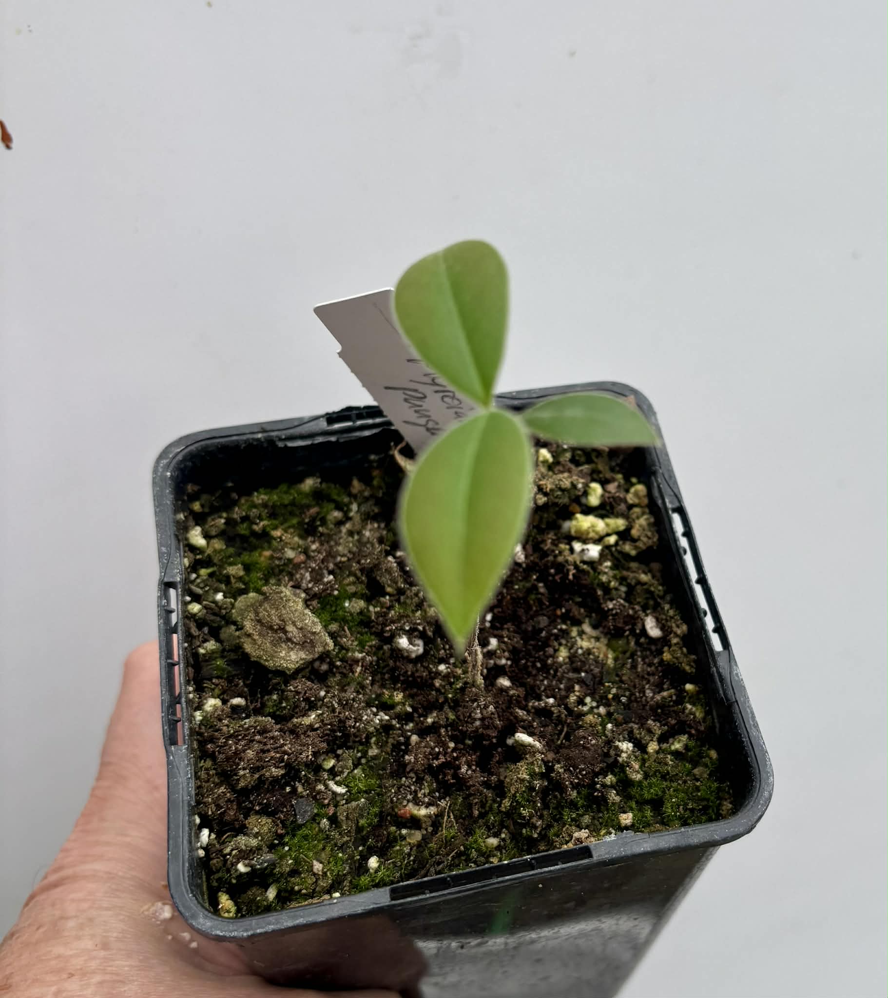 Myrcianthes pungens - Guabiju - 1 potted plant / 1 getopfte Pflanze