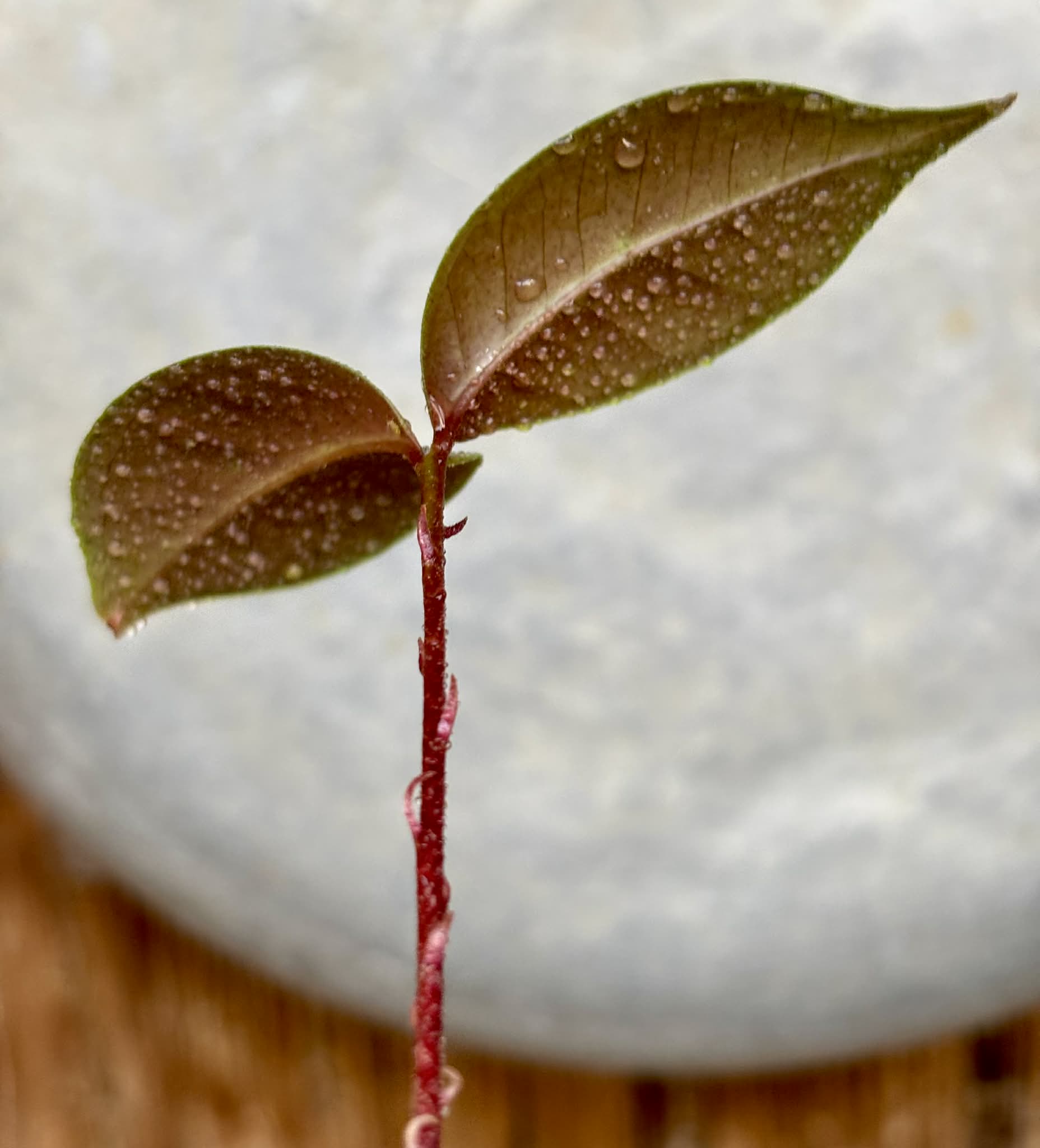Eugenia sp Terebinthina - 1 potted seedling / 1 getopfter Sämling