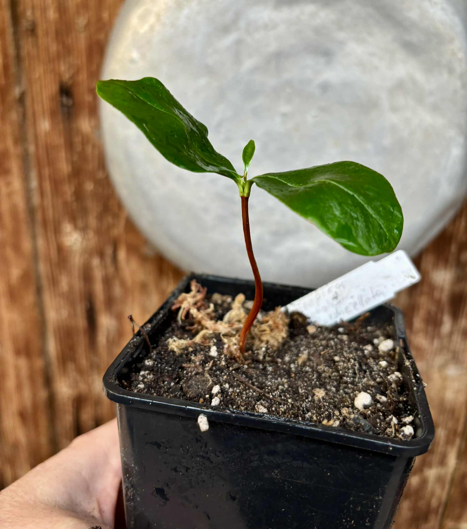 Currupixá (Micropholis crassipedicellata)  -  1 potted seedling / 1 getopfter Sämling