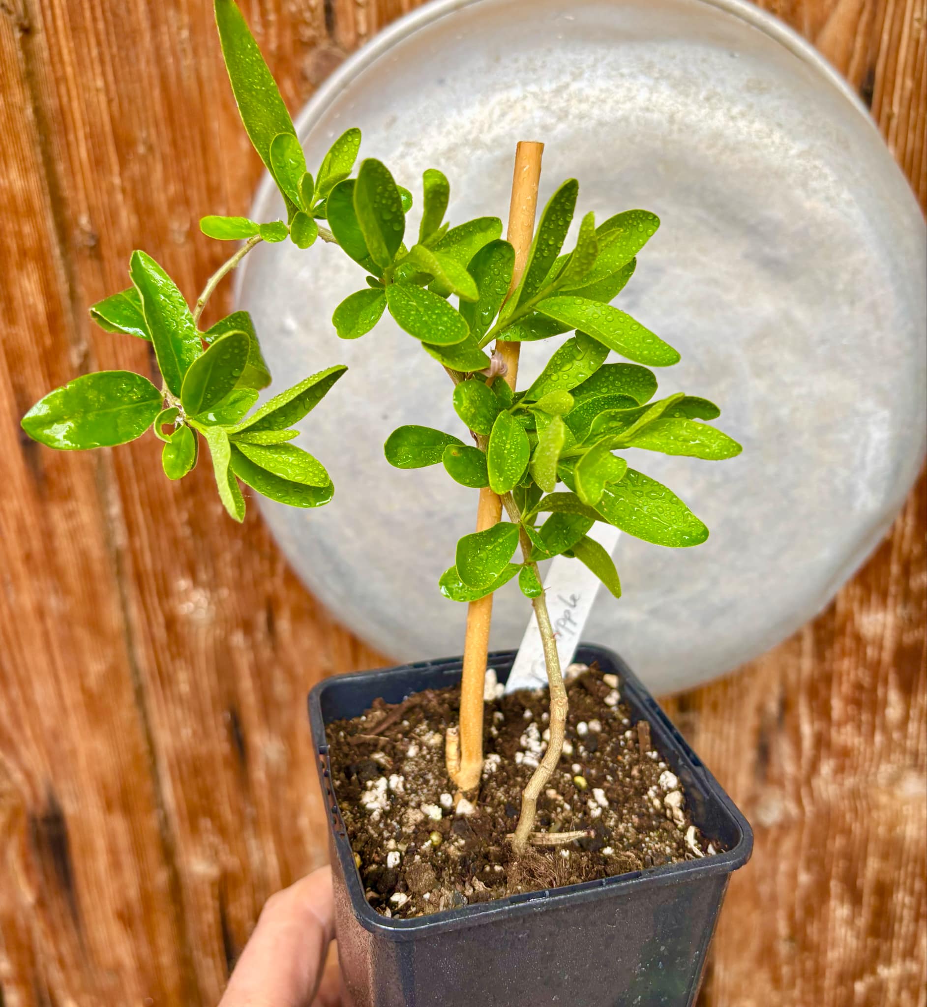 Kei Apple (Dovyalis caffra) Nr. 4 - 1 potted plant / 1 getopfte Pflanze Kei Apple (Dovyalis caffra) Nr. 4 - 1 potted plant / 1 getopfte Pflanze