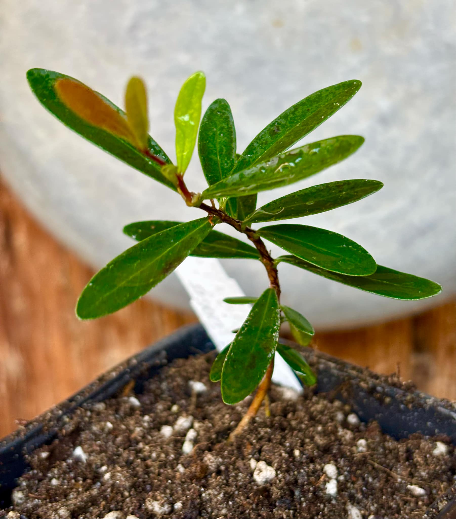 CEREJINHA DE JAGUARIÚNA - Eugenia punicifolia var. Oncas Doce - 1 potted plant / 1 getopfte Pflanze