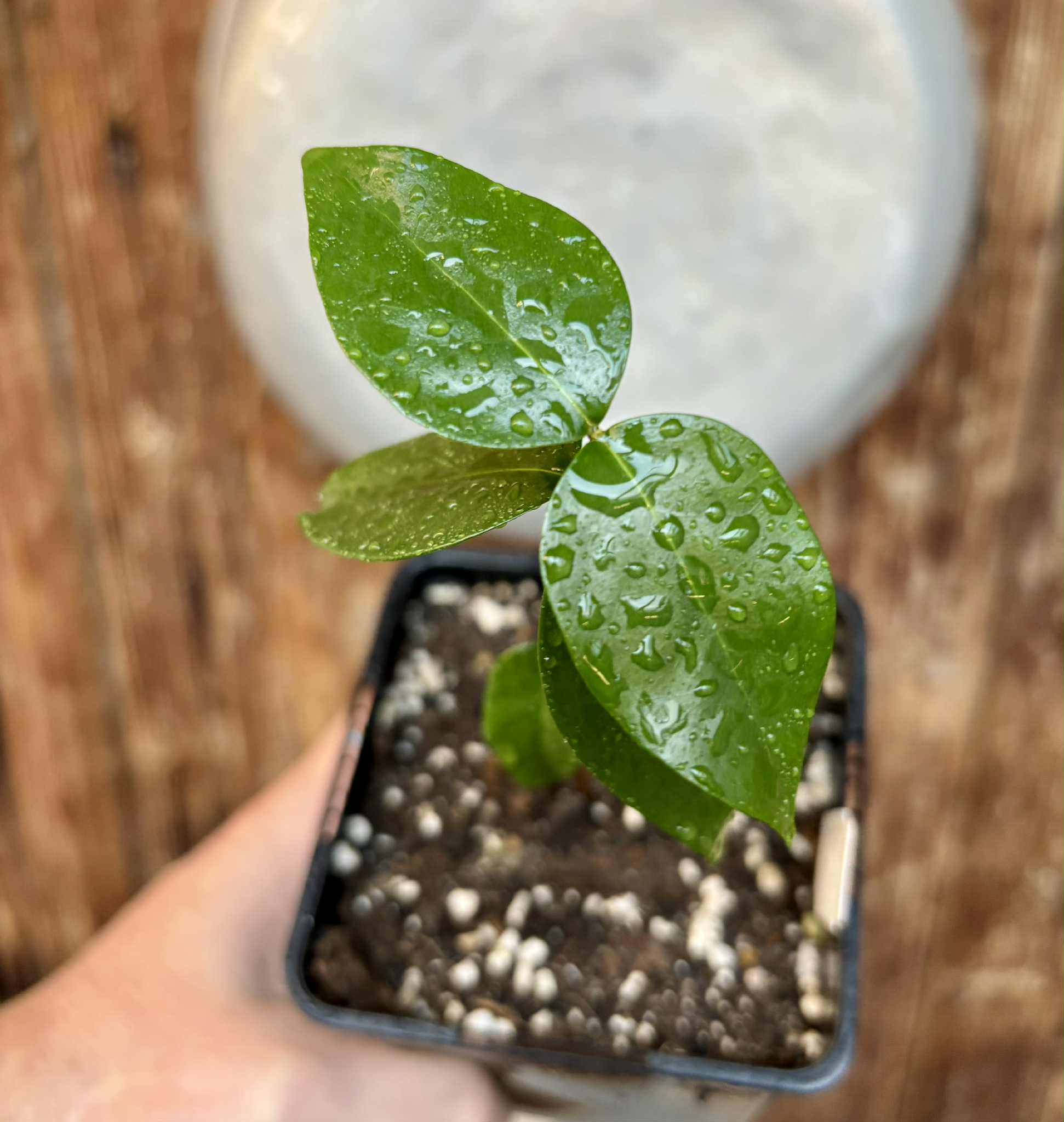 Eugenia uniflora var. Gigante Pitangao  - 1 potted seedling / 1 getopfter Sämling