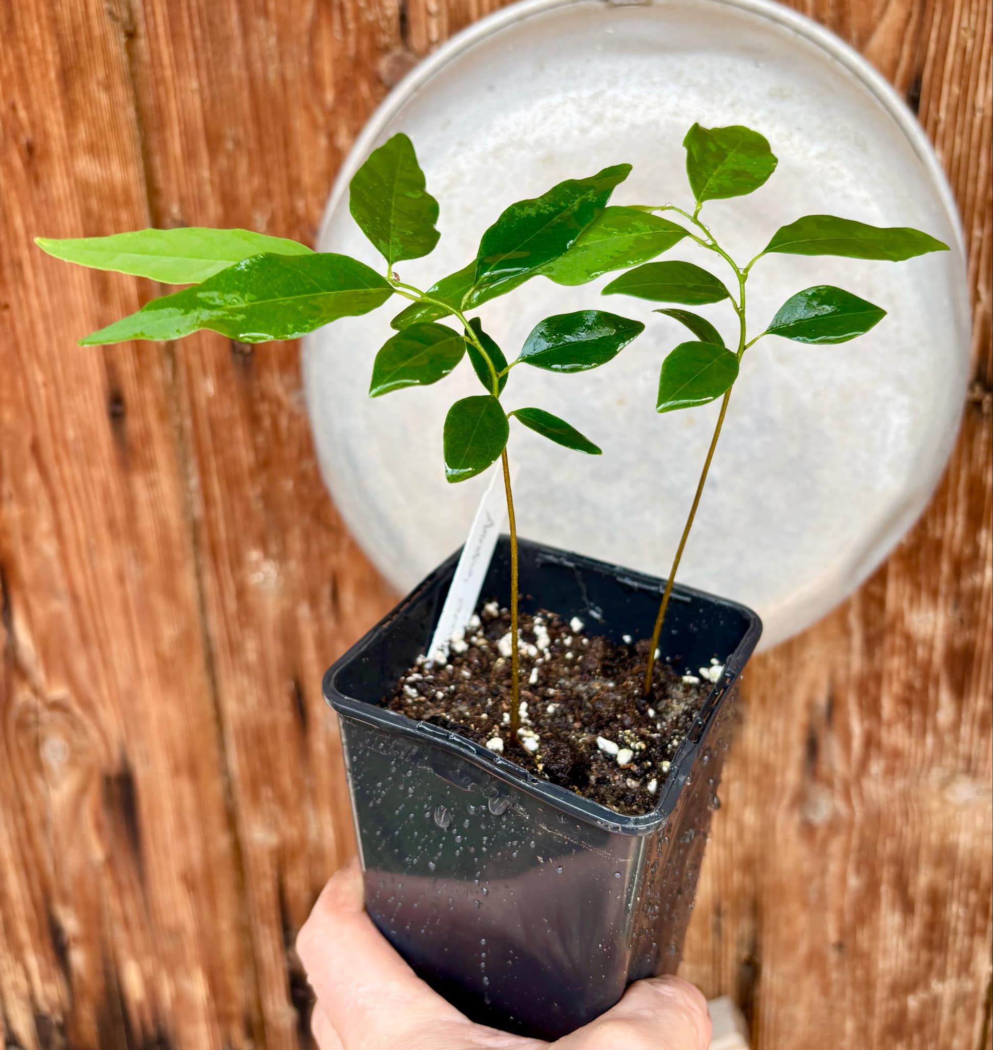 Annona emarginata - 2 potted plants in one pot / 2 getopfte Pflanze in einem Topf