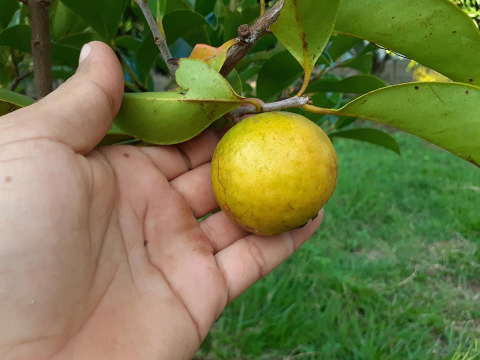 Psidium sp Cuba - 1 fresh seed / 1 frischer Samen