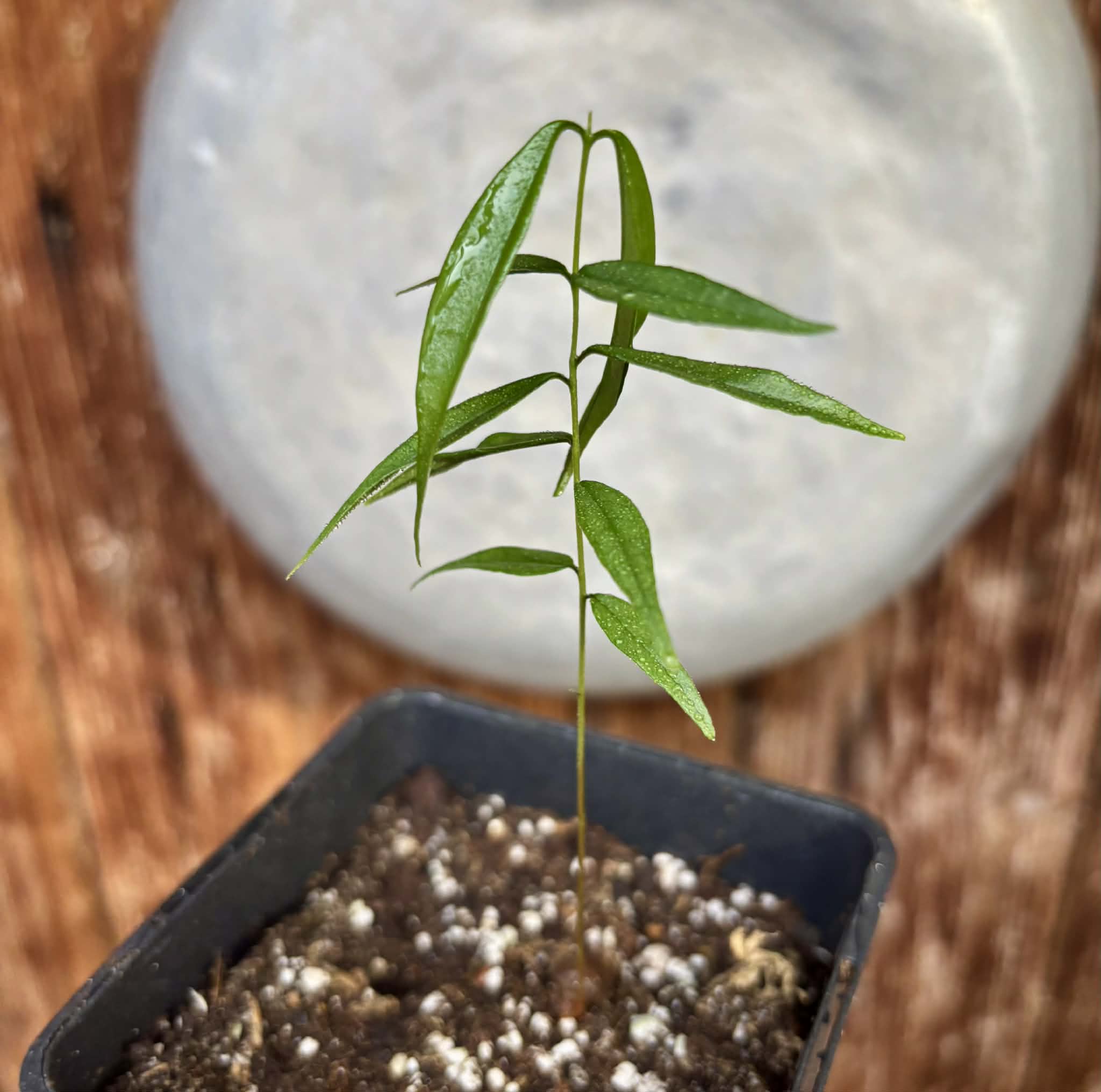 Rainforest Plum (Eugenia candolleana) - 1 potted seedling / 1 getopfter Sämling