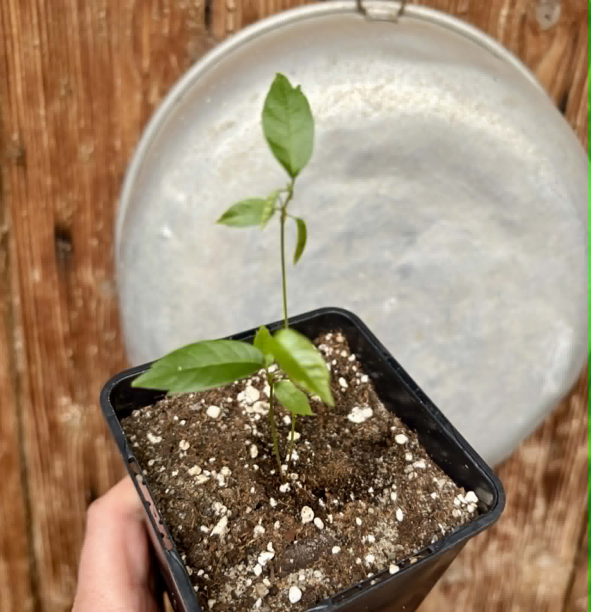 Guaraná (Paullinia cupana) - 1 small potted seedling / 1 kleiner, getopfter Sämling