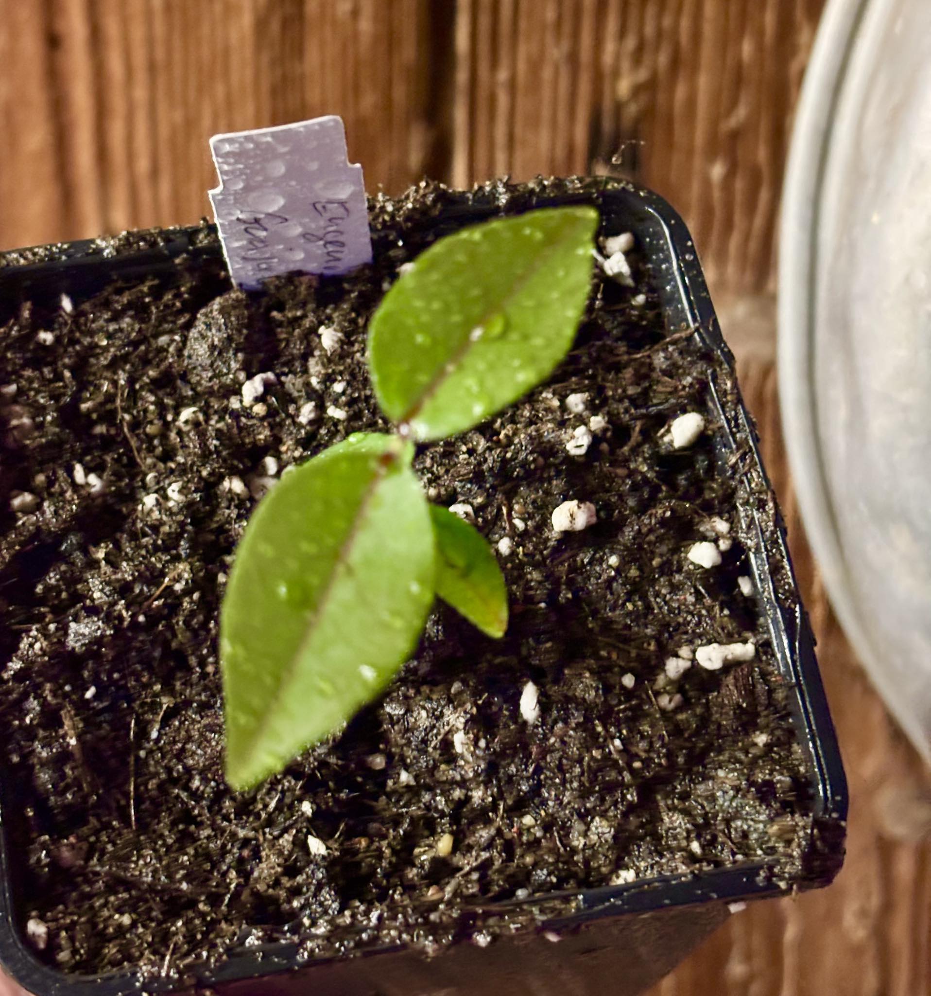 Eugenia sp Guajuba suave -  1 small potted seedling / 1 kleiner, getopfter Sämling