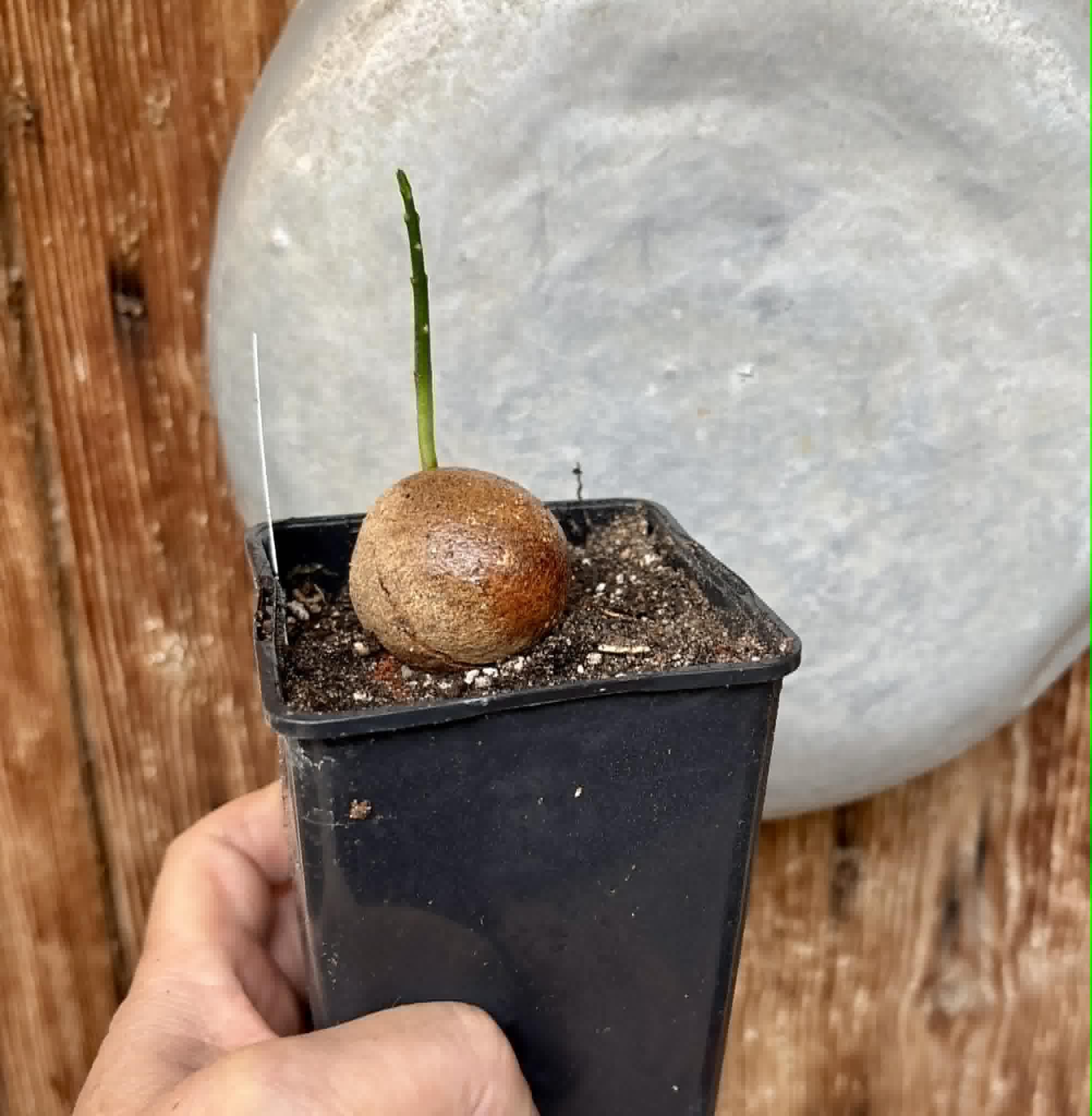 Eugenia sp Laranja Camamu - 1 potted seedling / 1 getopfter Sämling
