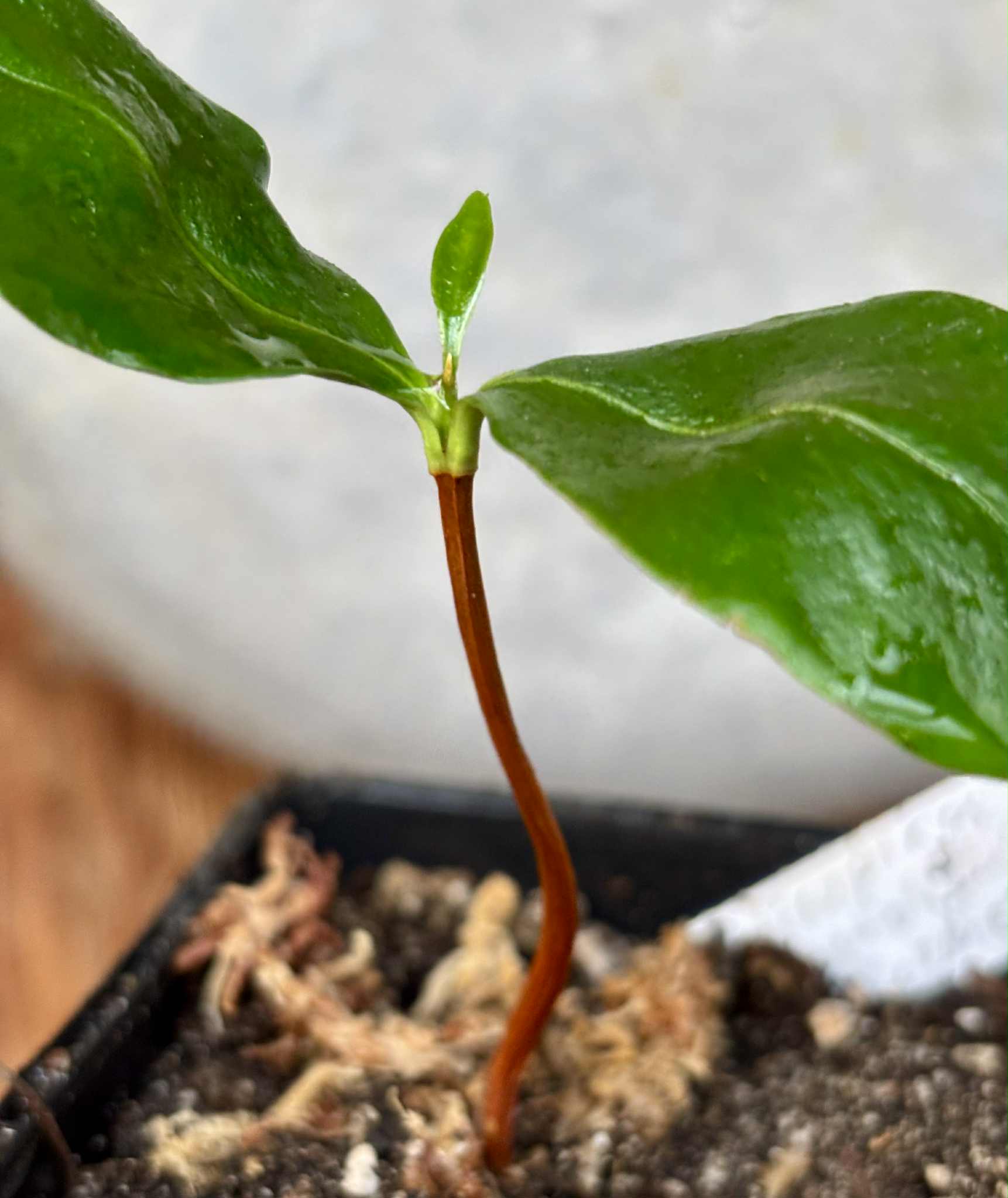 Currupixá (Micropholis crassipedicellata)  -  1 potted seedling / 1 getopfter Sämling