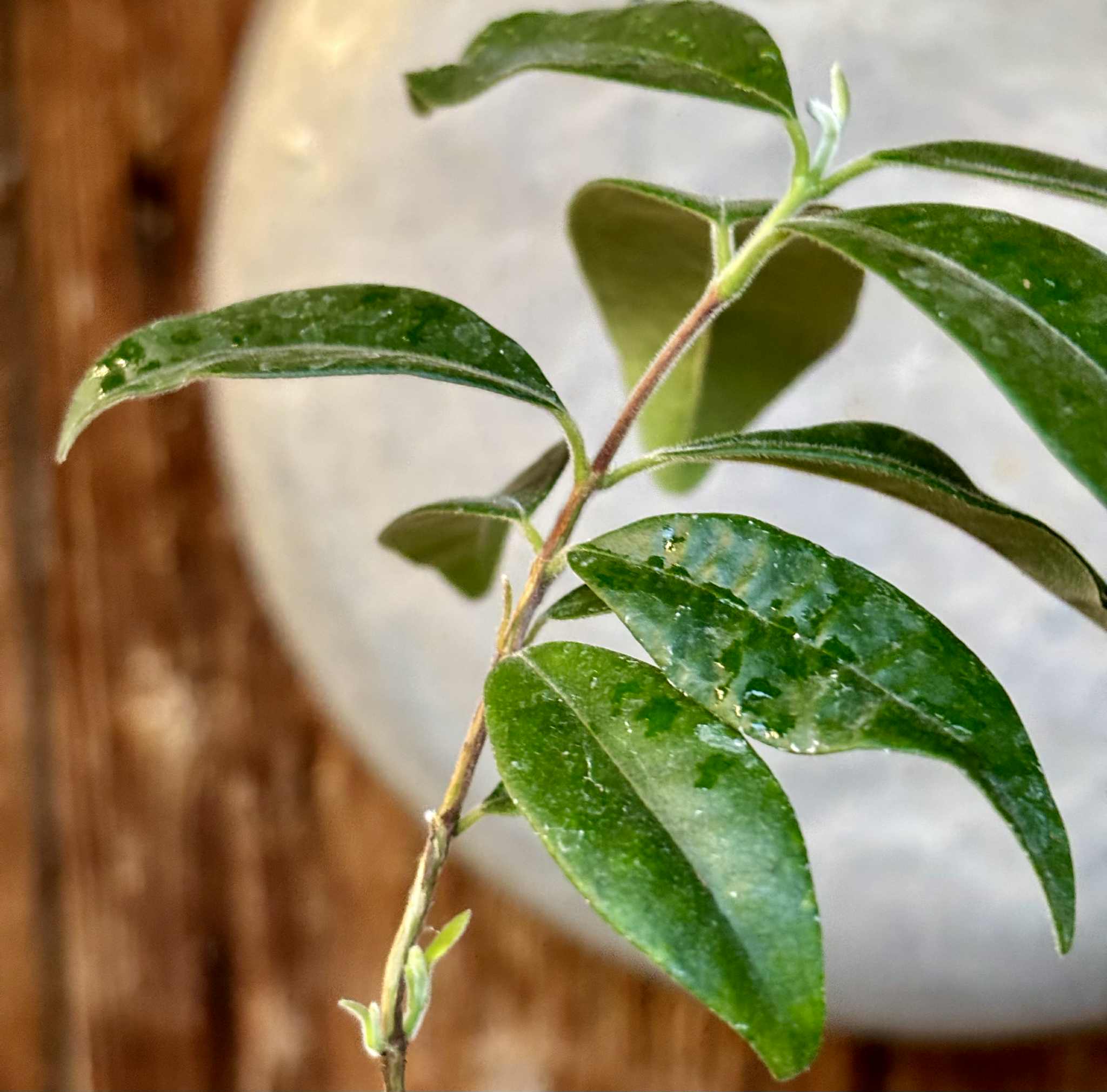 Eugenia caipora BIG -  1 potted plant / 1 getopfte Pflanze