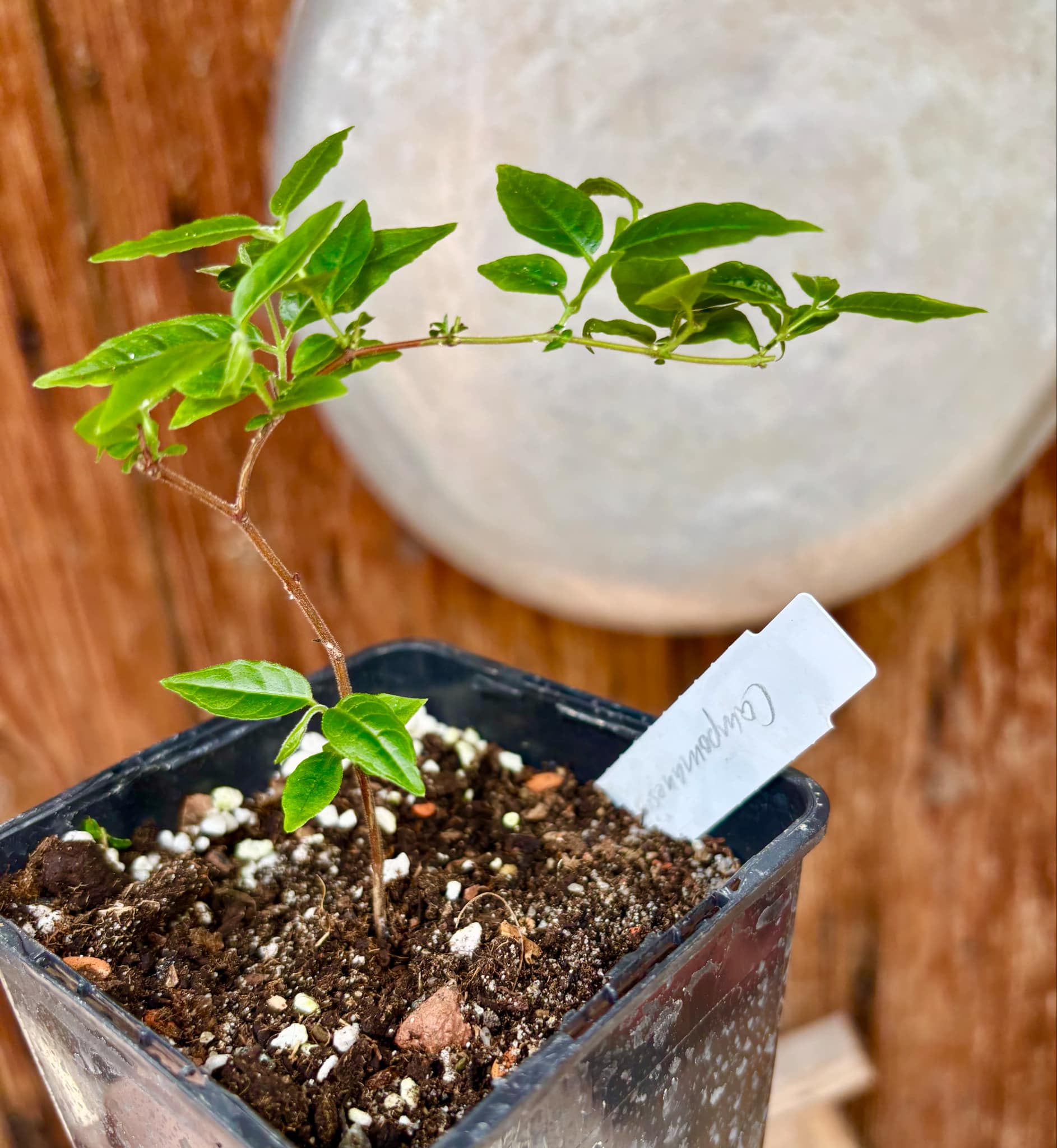 Campomanesia phaea - Flying Saucer Fruit - Cambuci  - 1  potted plant / 1 getopfte Pflanze