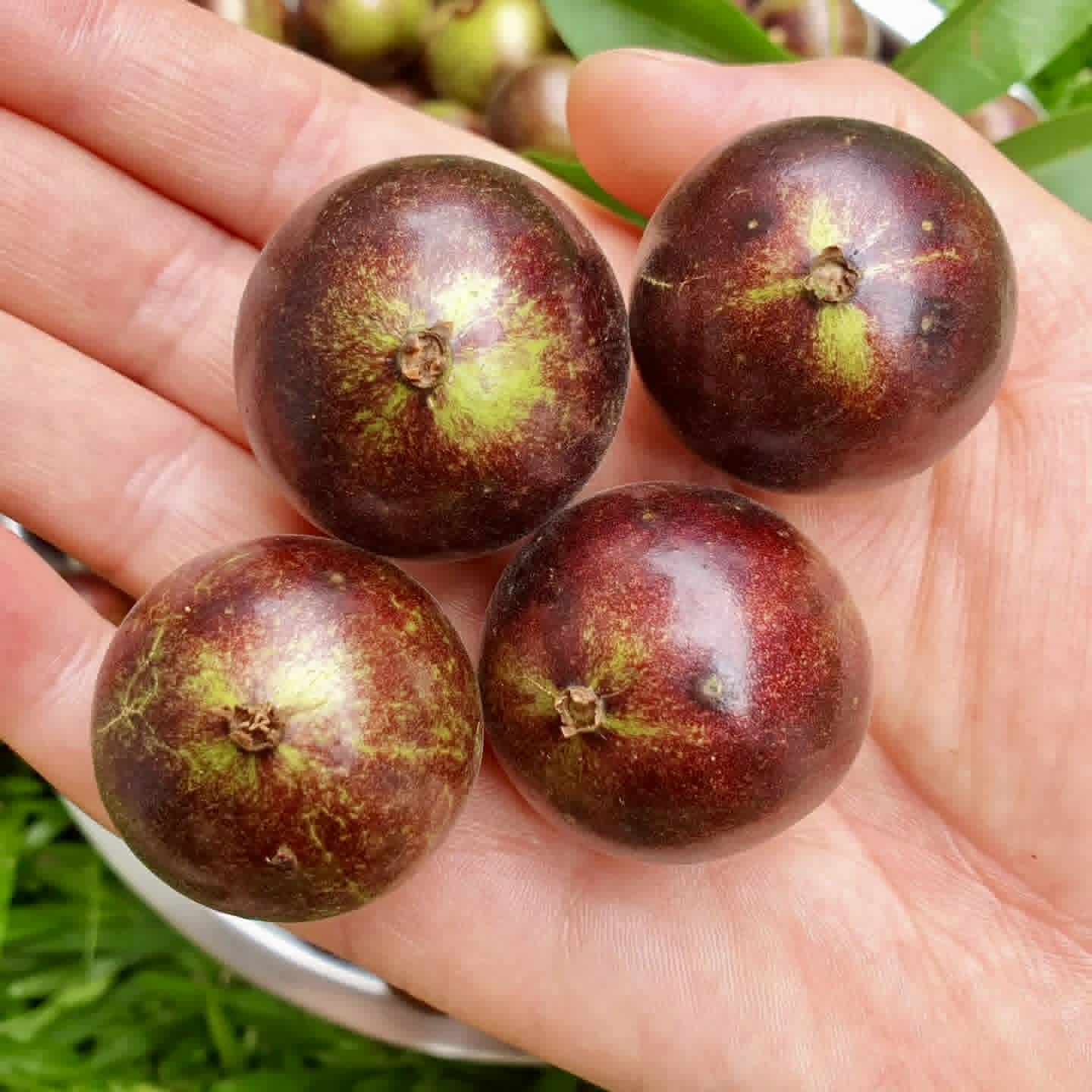 Jabuticaba Peluda-de-Alagoas (Plinia sp Grimal) -  1 fresh seed / 1 frischer Samen
