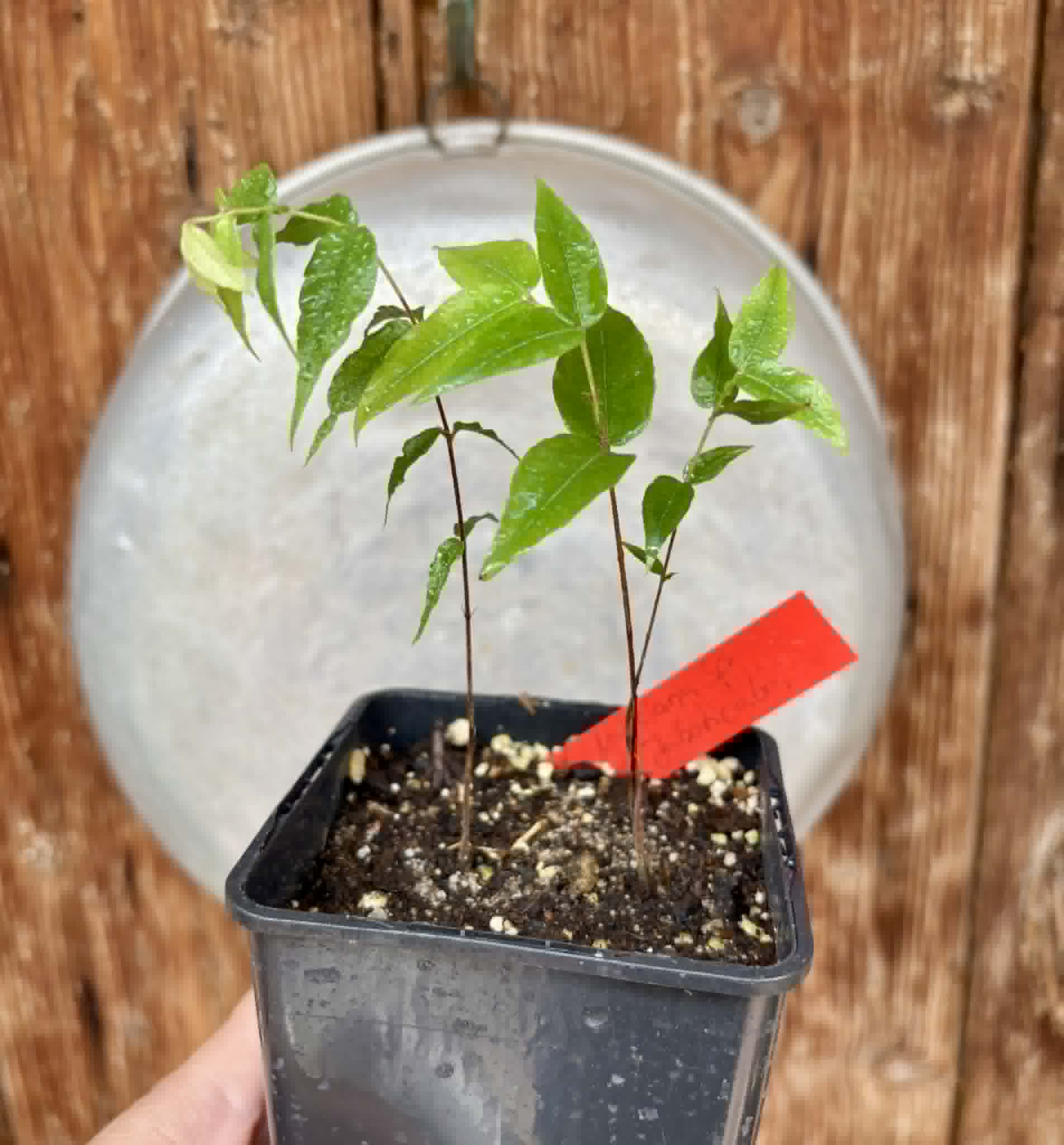2 in 1 pot - Myrciaria sp Jaboticaba - 2 seedlings in one pot / 2 Sämlinge in einem Topf