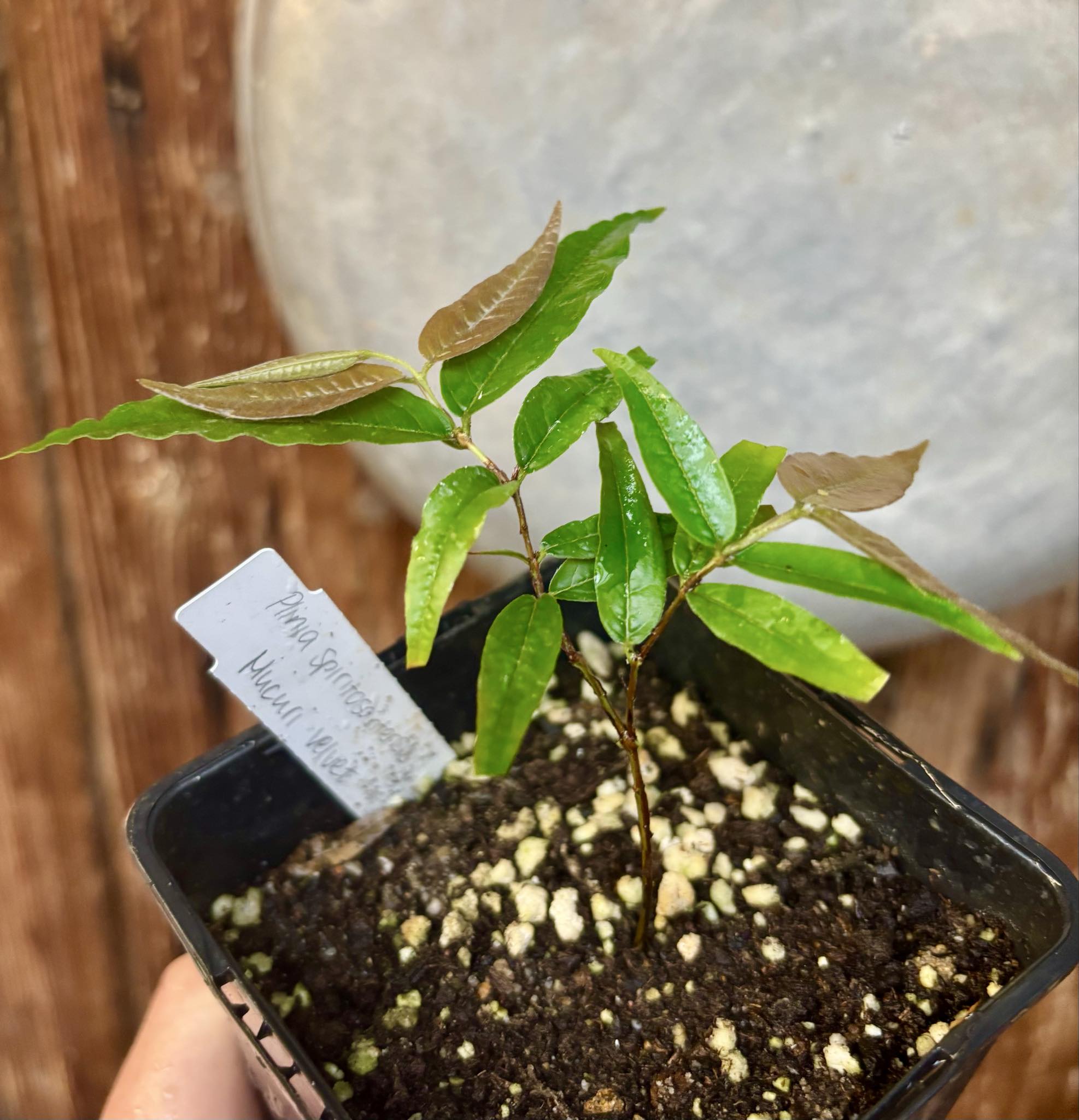 Plinia spiritosantensis var. Mucuri Velvet - 1 potted plant/ 1 getopfte Pflanze